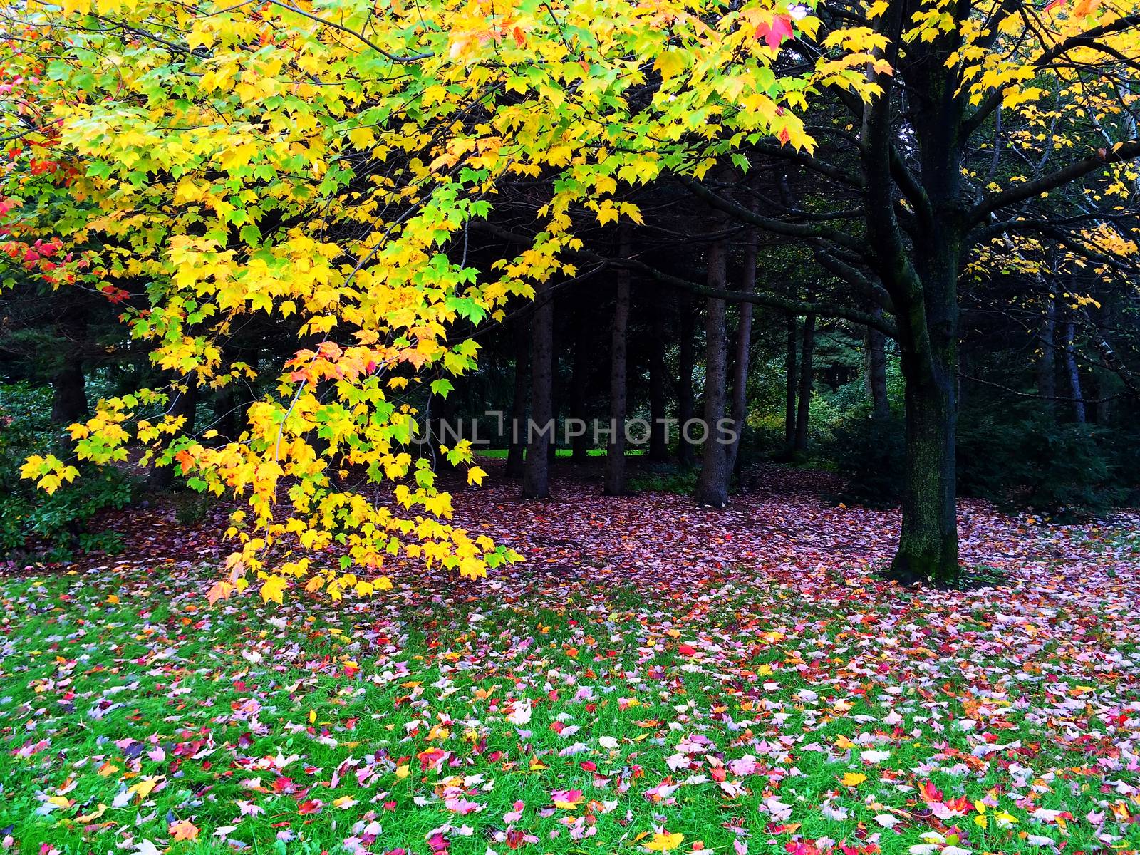 Autumn trees and green lawn covered with fallen leaves. Quebec, Canada.