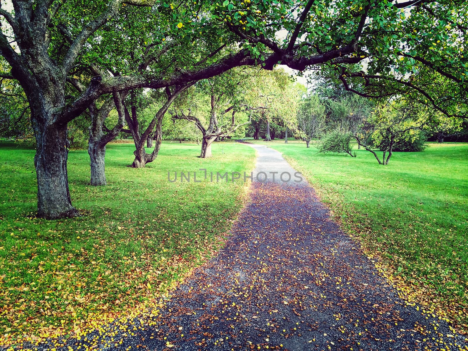 Early autumn in apple tree orchard by anikasalsera