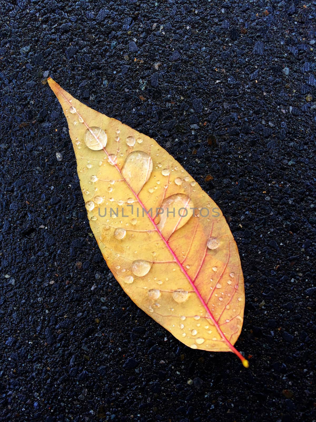 Autumn leaf with raindrops on dark asphalt background.