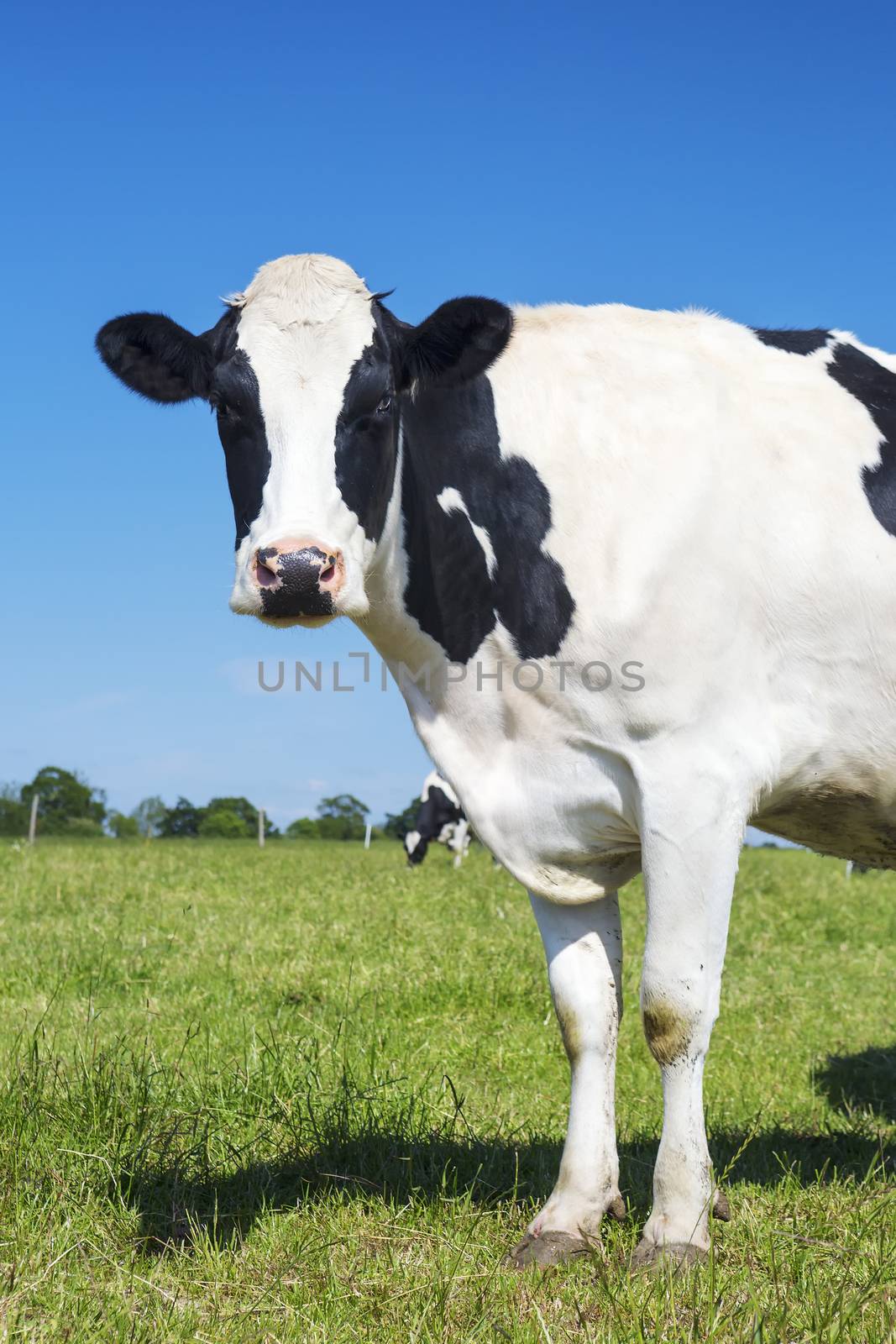 View of beautiful cow on green grass with blue sky