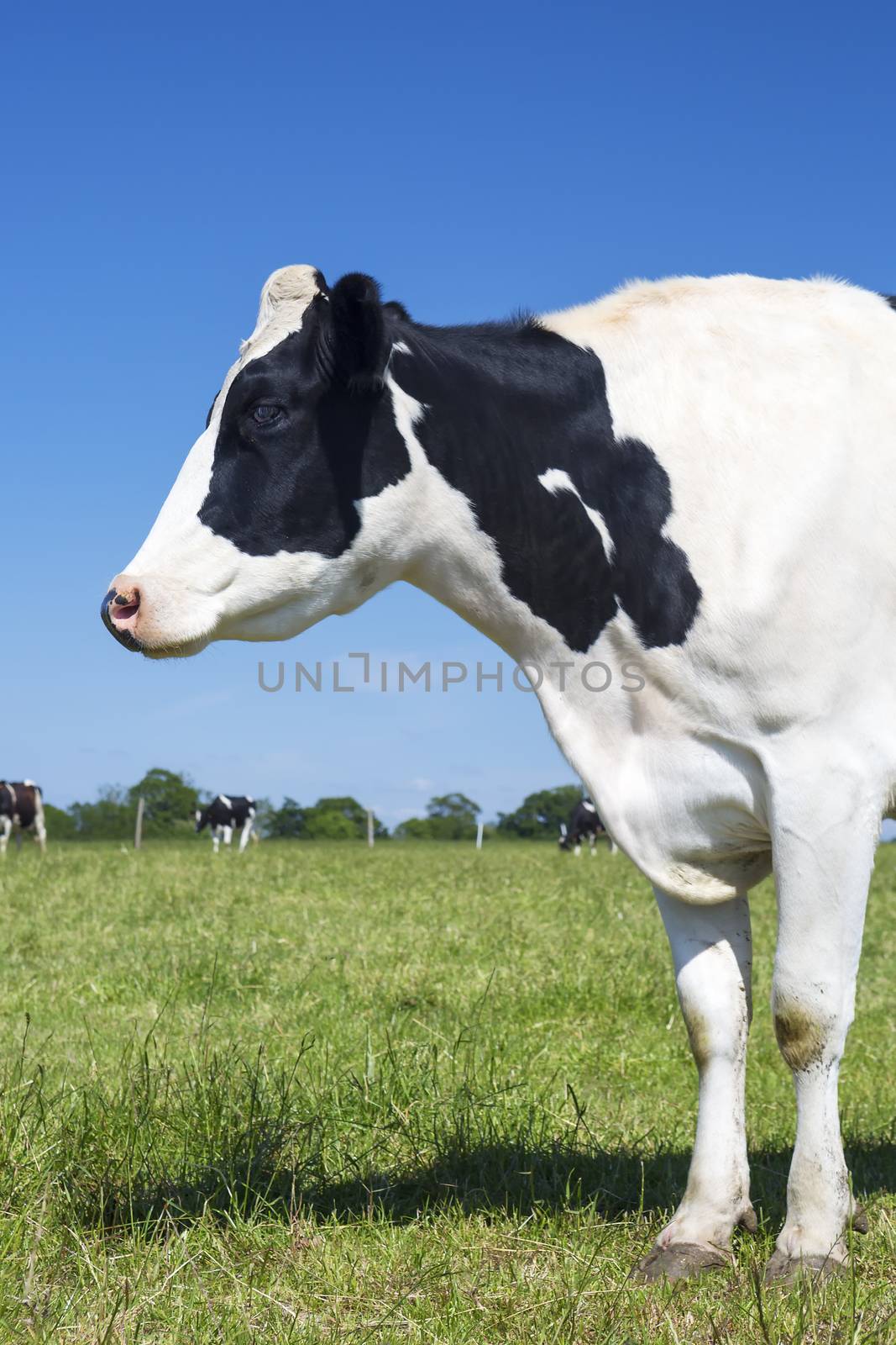 Portrait of beautiful cow on green grass with blue sky