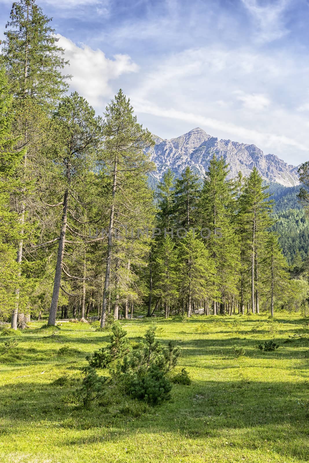 Image of the landscape with trees and alps near river Isar and Karwendel in Bavaria, Germany