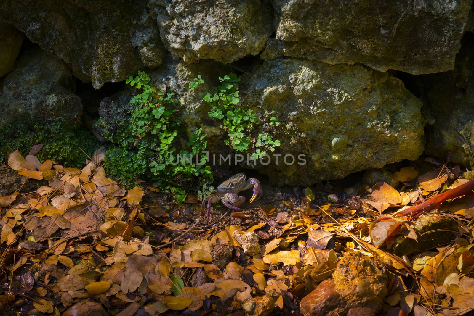 Crab on rocks in a valley on Rhodes by allouphoto