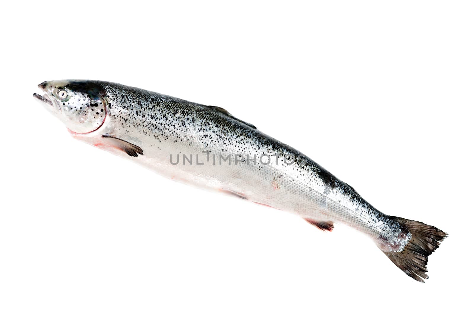 Sea trout isolated on white background