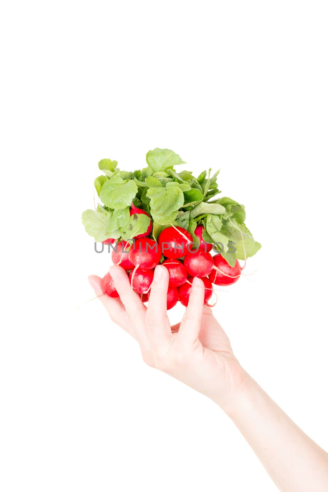 Red radish isolated on white background in human hand