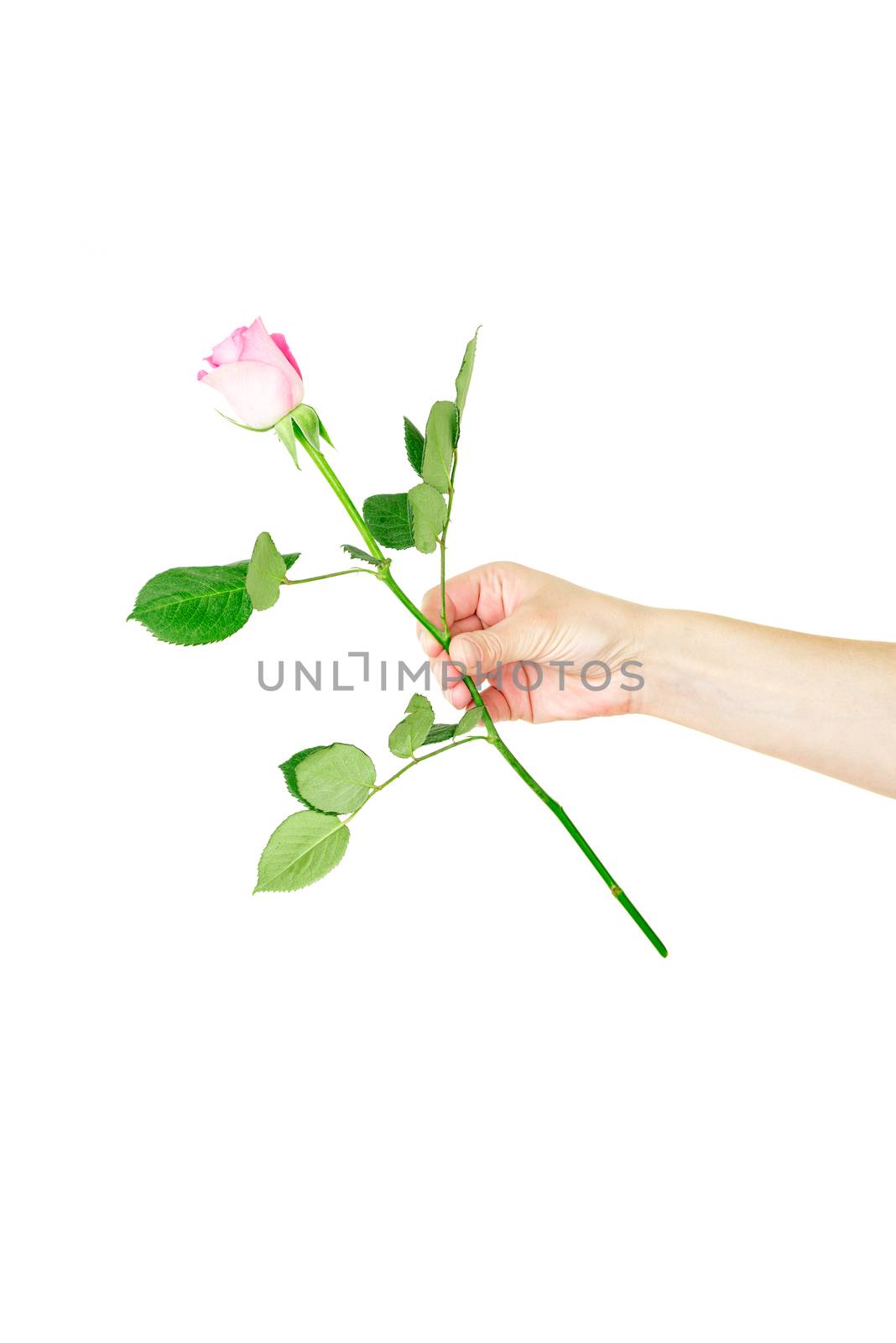 Female hand holding a single red rose isolated by Nanisimova