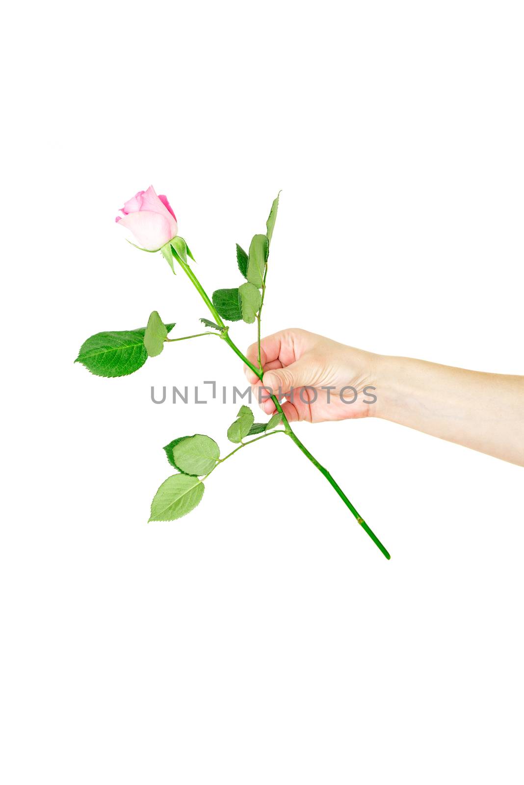 Female hand holding a single red rose isolated over the white background