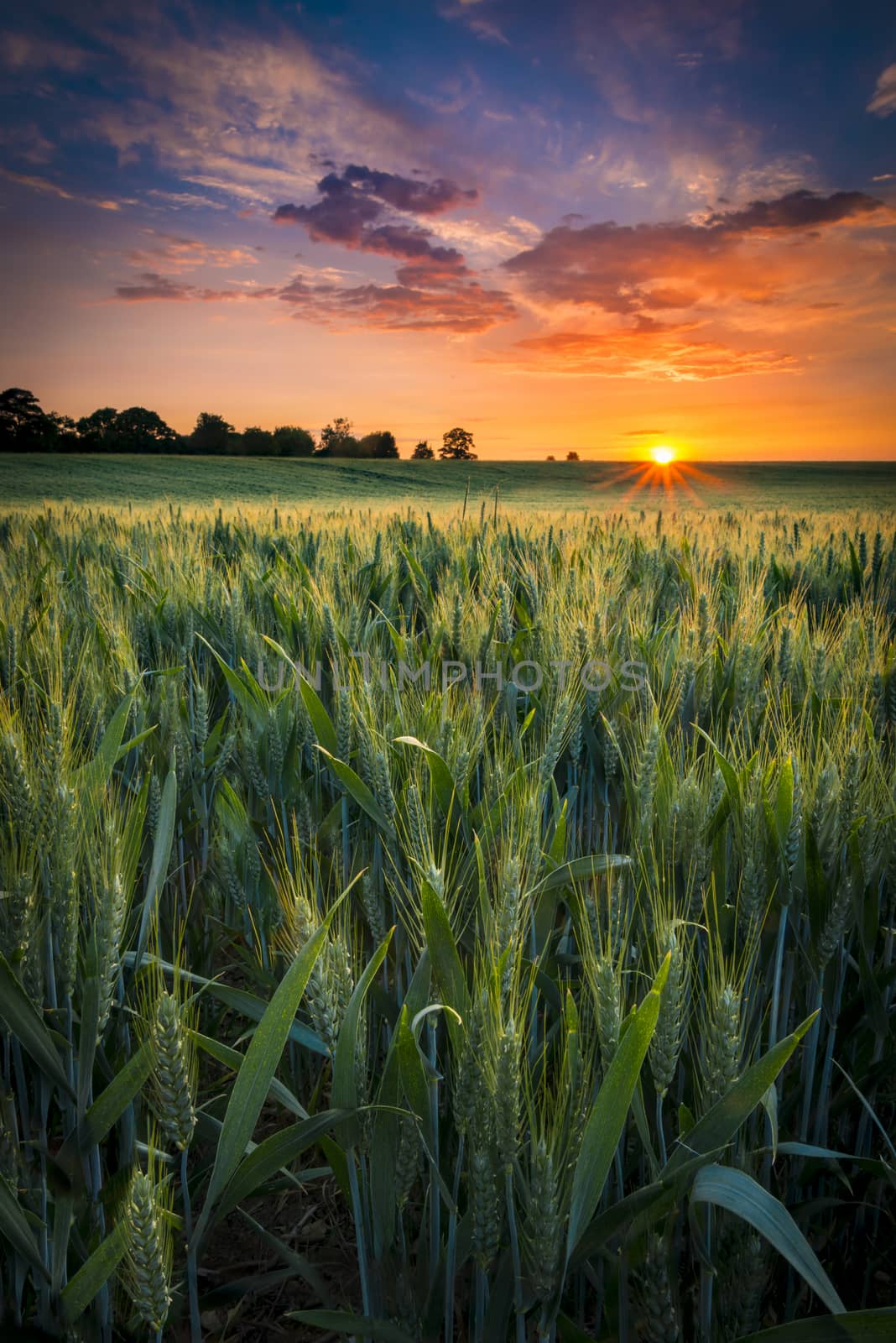 Sunset over a wheat field by allouphoto