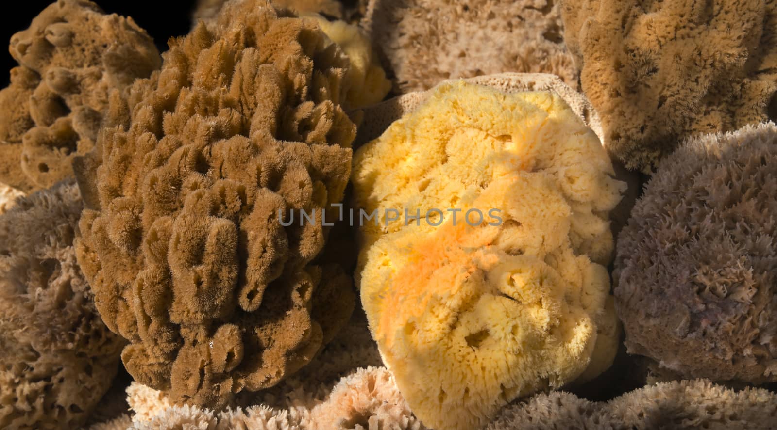 A Variety of Yellow and Brown Sea Sponges