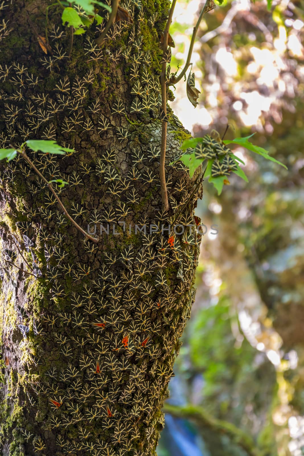 Butterflies on trees in a valley on Rhodes by allouphoto