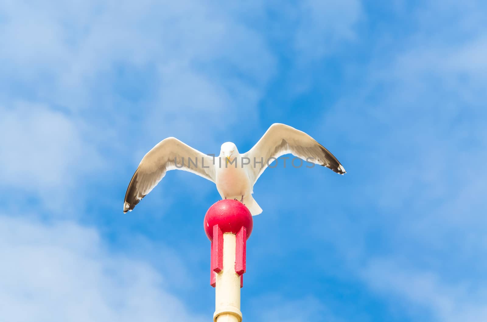 Big seagull sitting on a wooden post and flaps its wings.