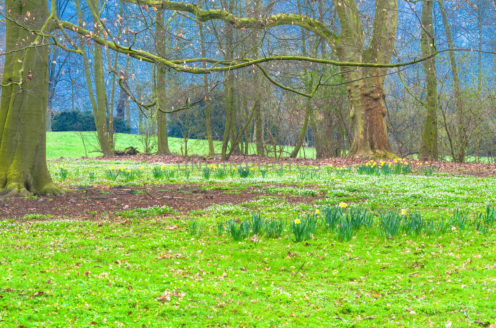 Forest clearing with daffodils by JFsPic
