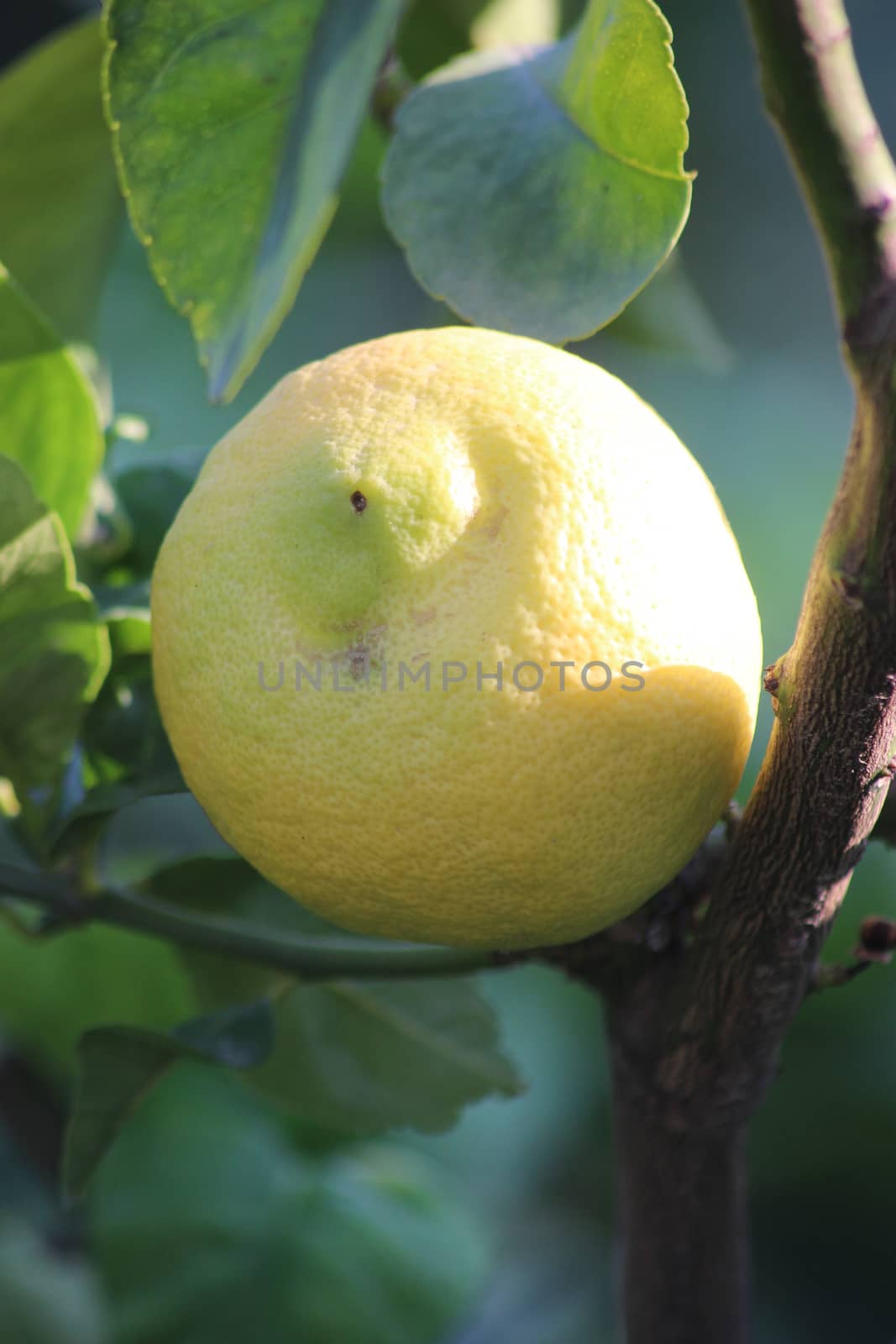 View of Lemon hanging on a Lemon Tree in Menton, France