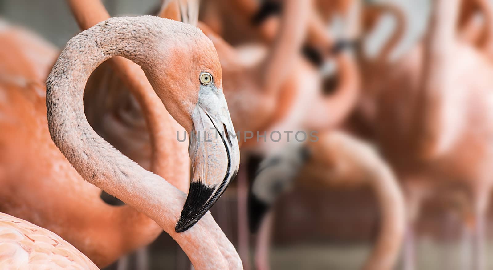 Closeup picture of an American flamingo (Phoenicopterus ruber) within its group