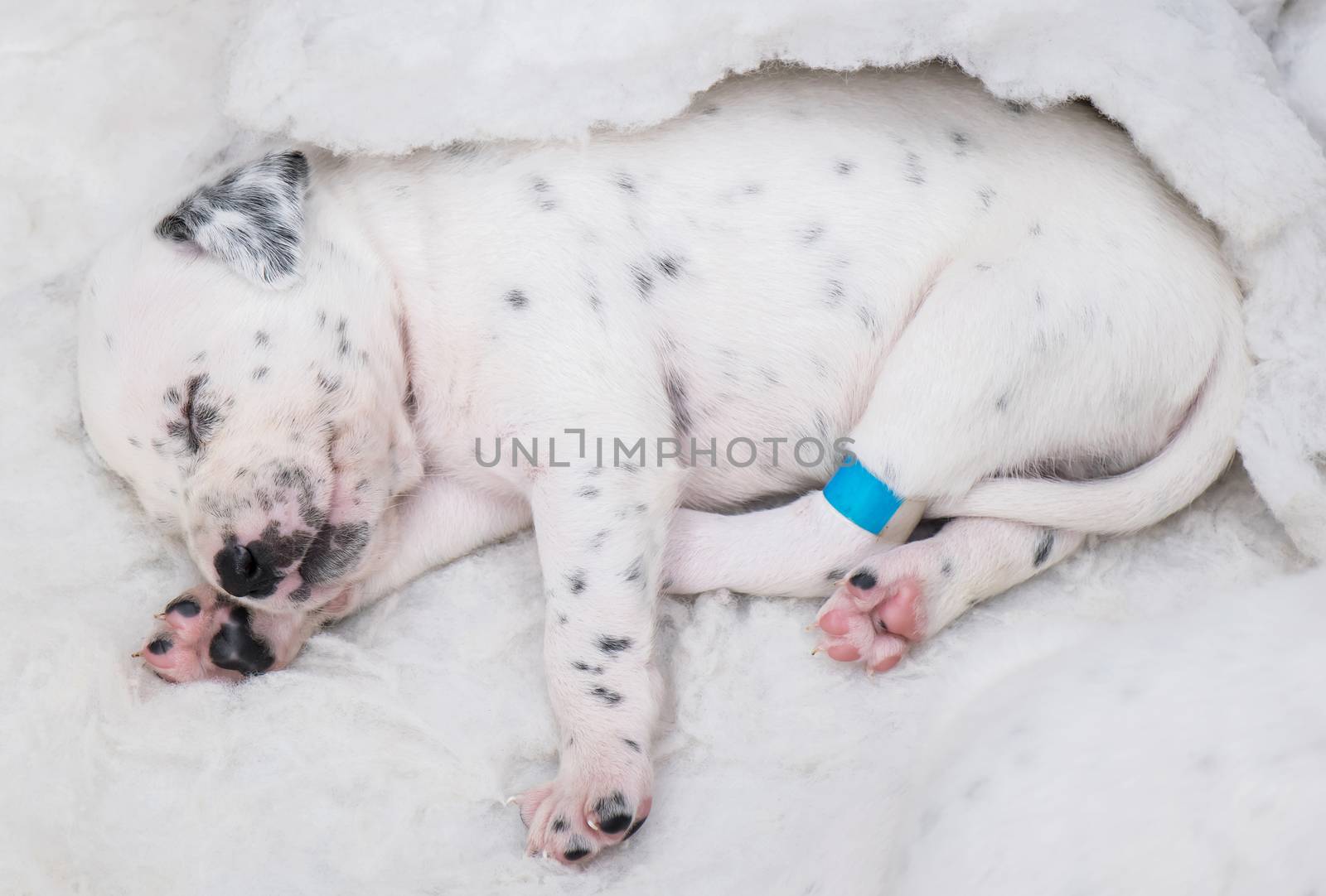 sweet little newborn puppy in a deep sleep 