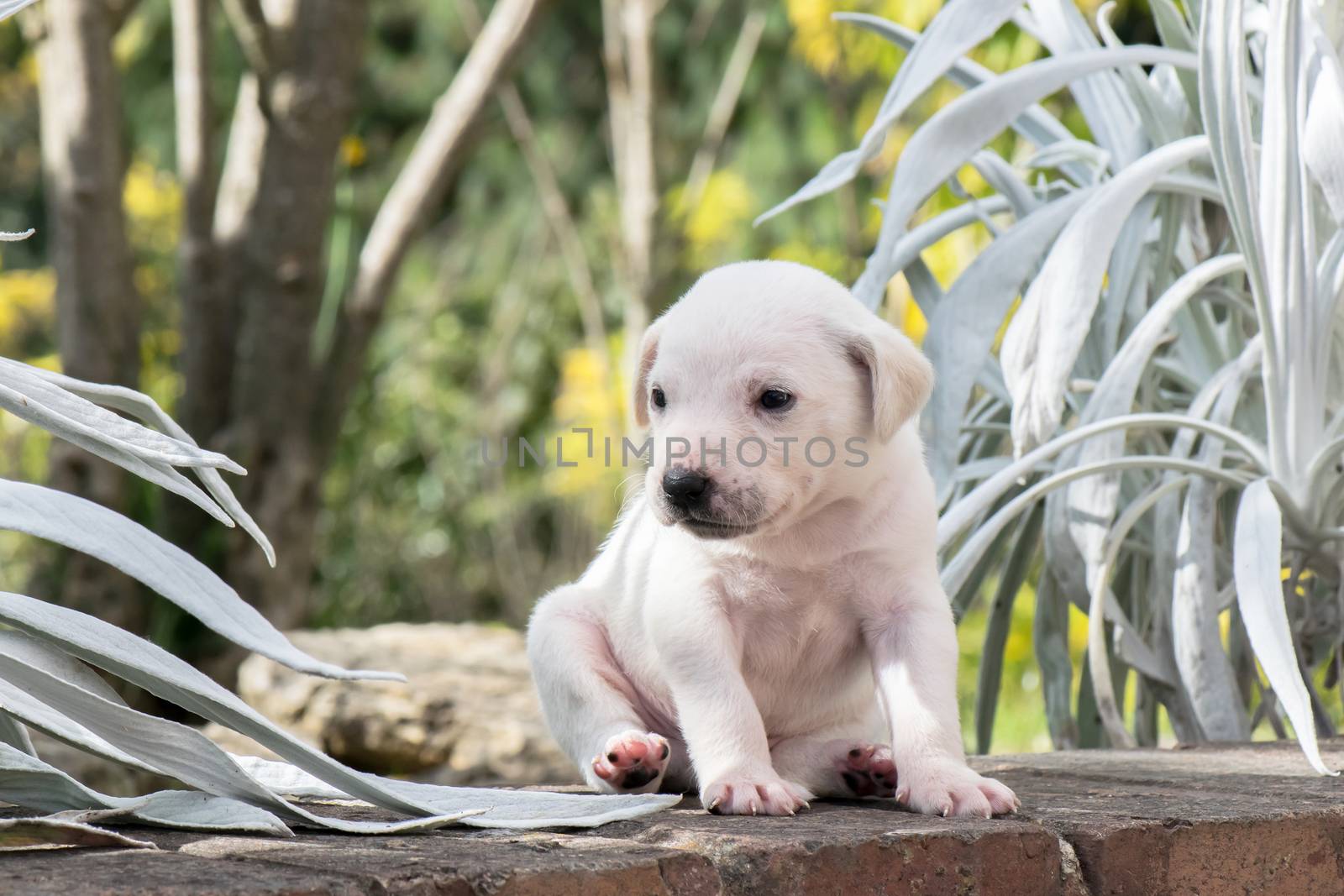 Little Puppy in the garden  by dalomo84