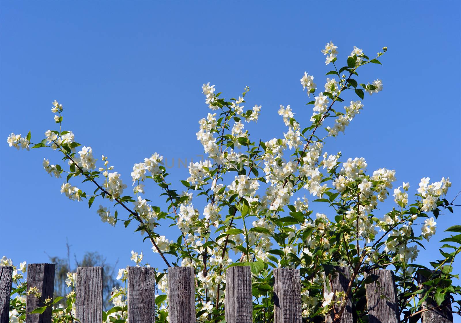 Blossoming apple and fence by alexcoolok