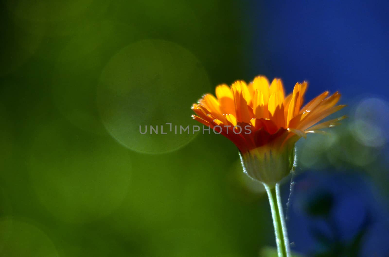 Picture of a Orange flower on a sunset, macro shot