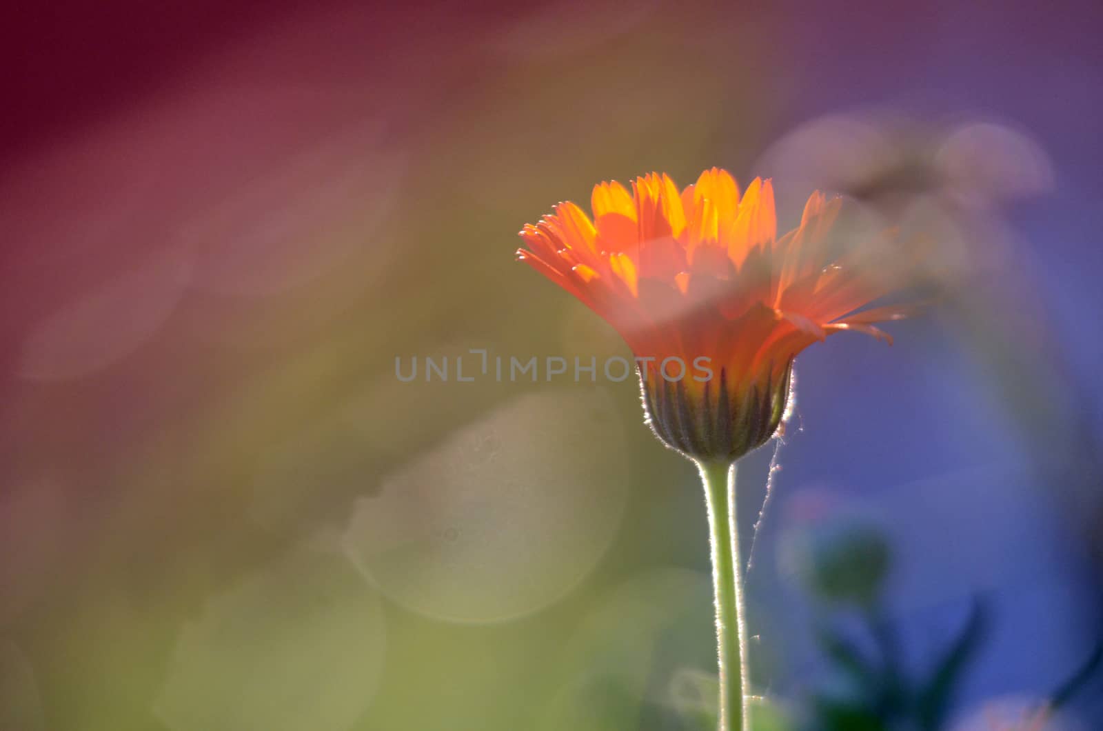 Picture of a Orange flower on a sunset, macro shot