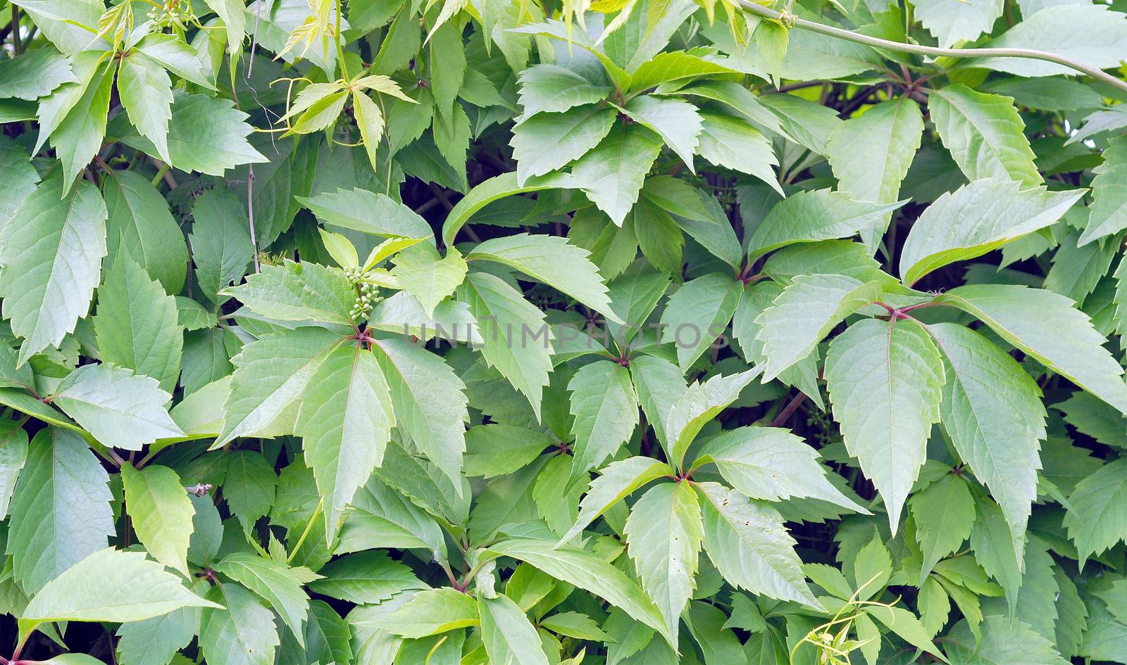 Natural Background, Summer Green Leaves of Climbing Plant