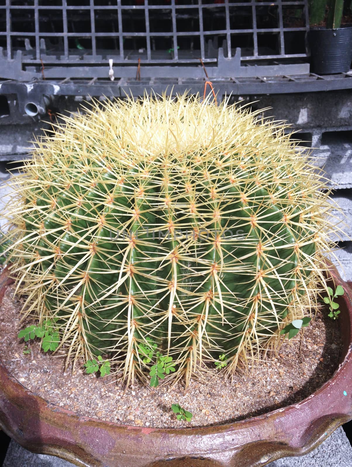 closed up the cactus on a pot