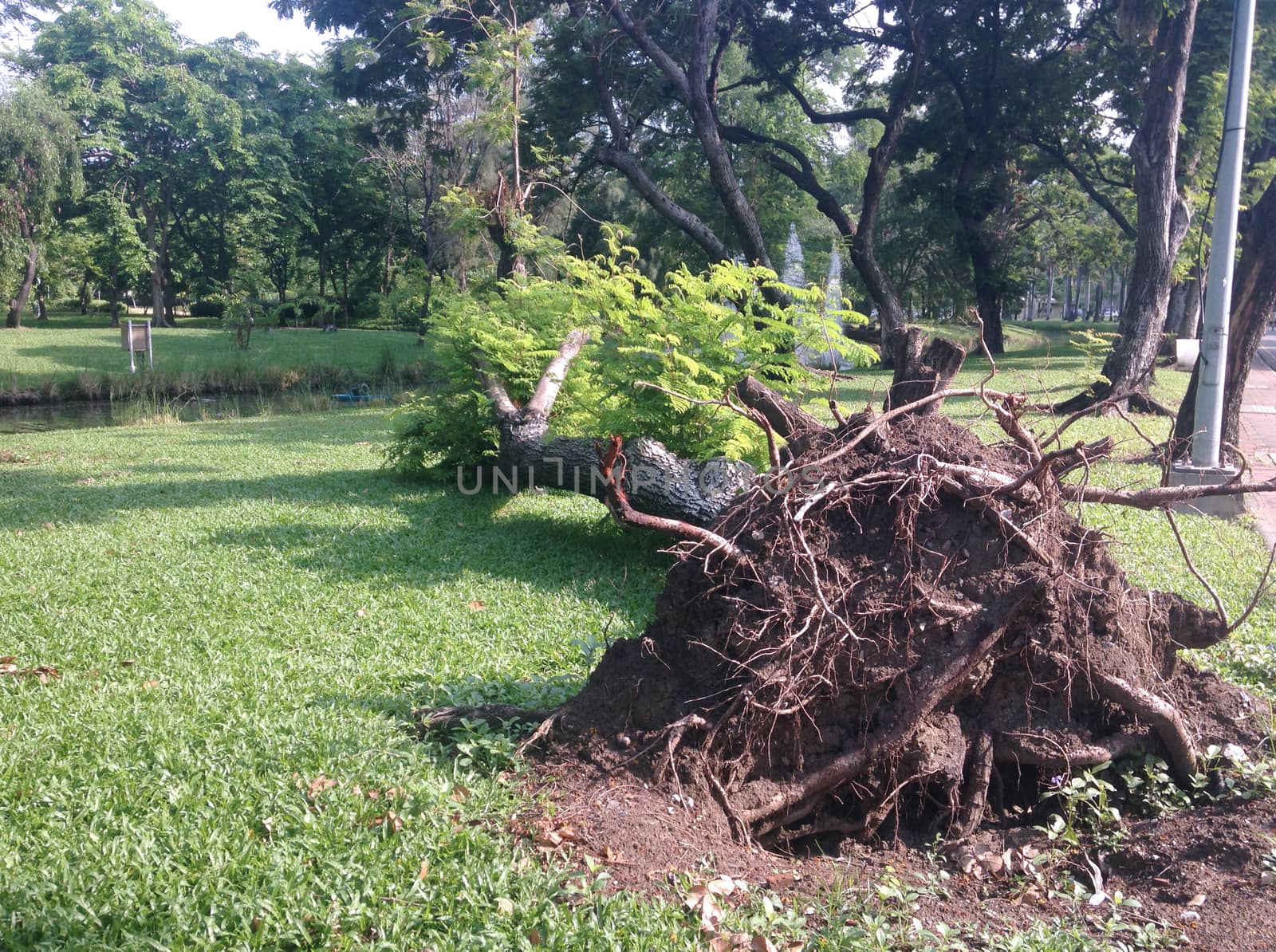 the tree is falling on a ground after storm