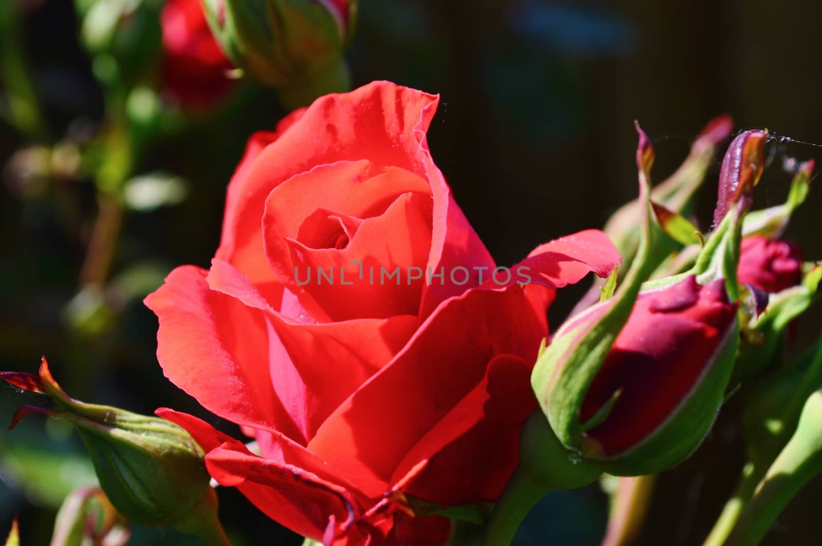 Close-up image of a beautiful red rose bloom.