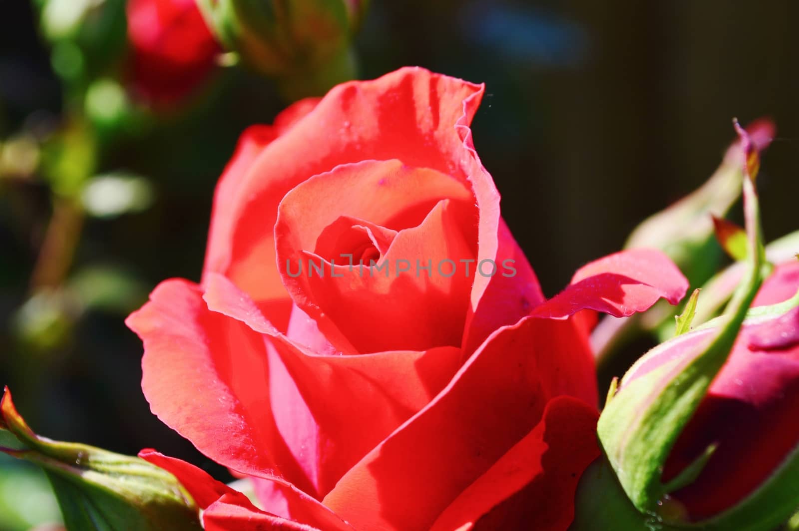 Close-up image of a beautiful red rose bloom.