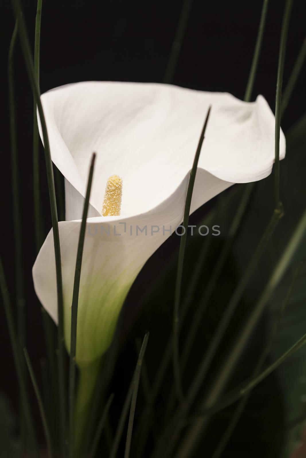 White Calla Lili in front of black Background macro Detail by juniart
