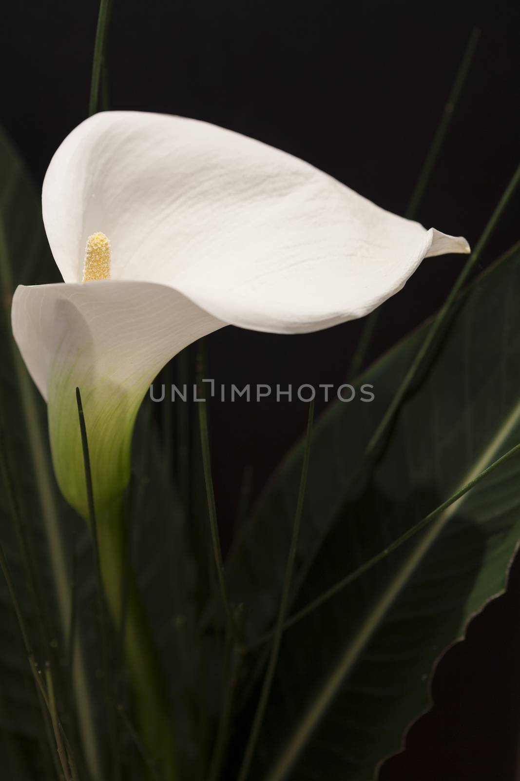 White Calla Lili in front of black Background macro Detail by juniart