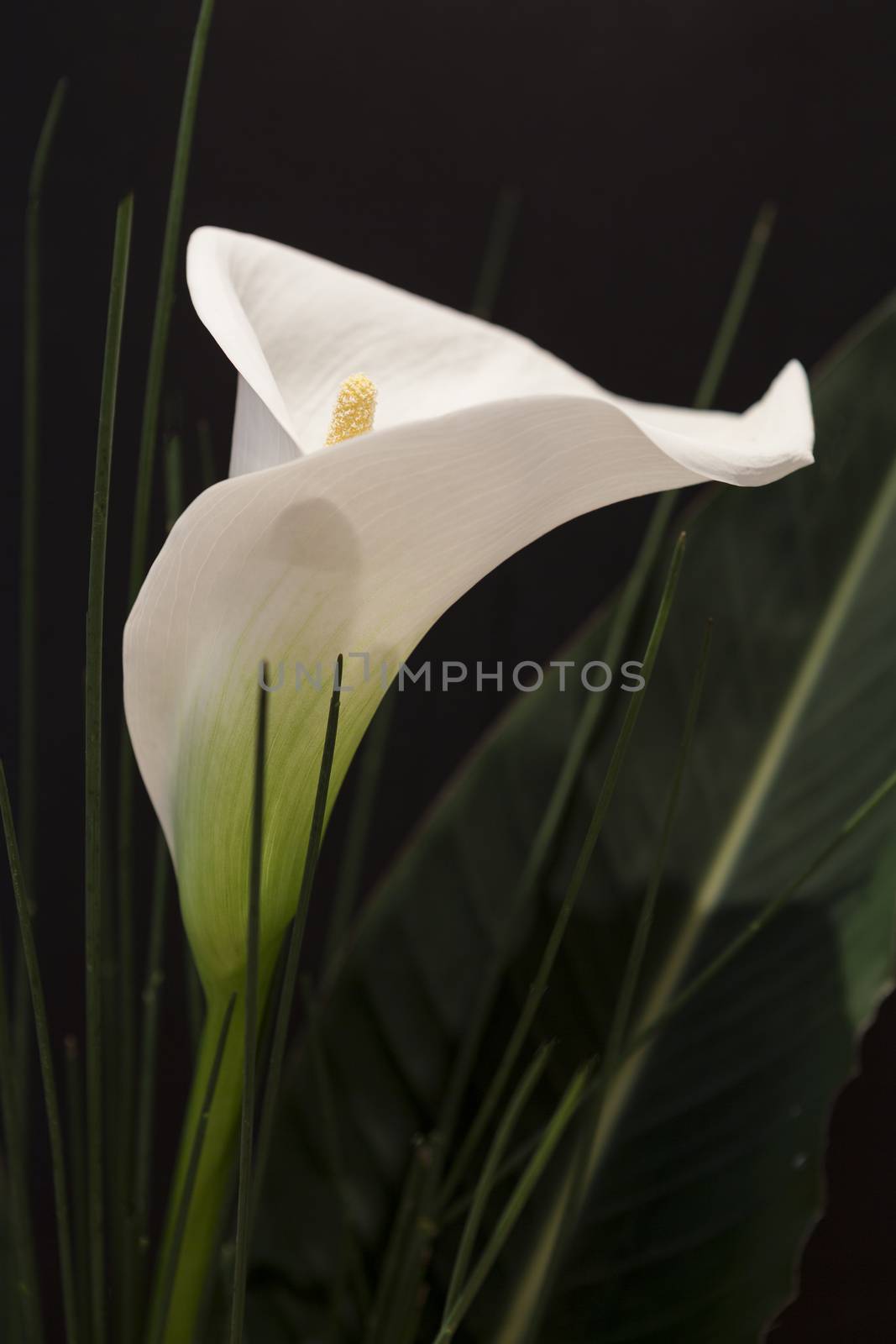 White Calla Lili with gren grass in front of black Background macro Detail