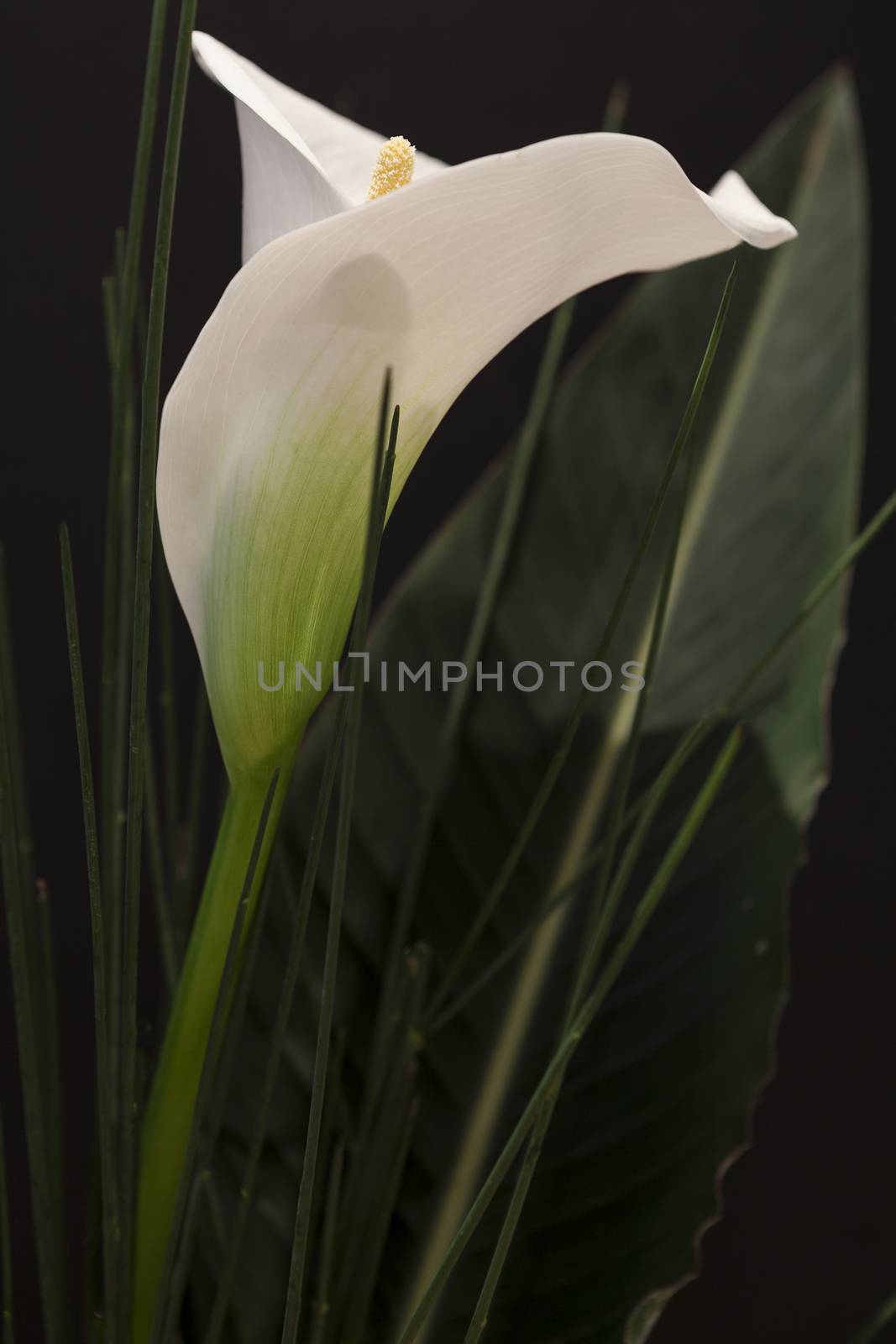 White Calla Lili in front of black Background macro Detail by juniart