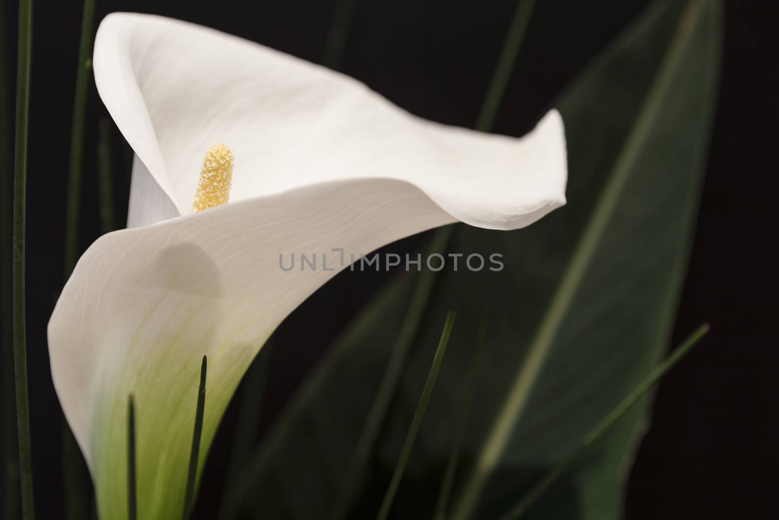 White Calla Lili with gren grass in front of black Background macro Detail