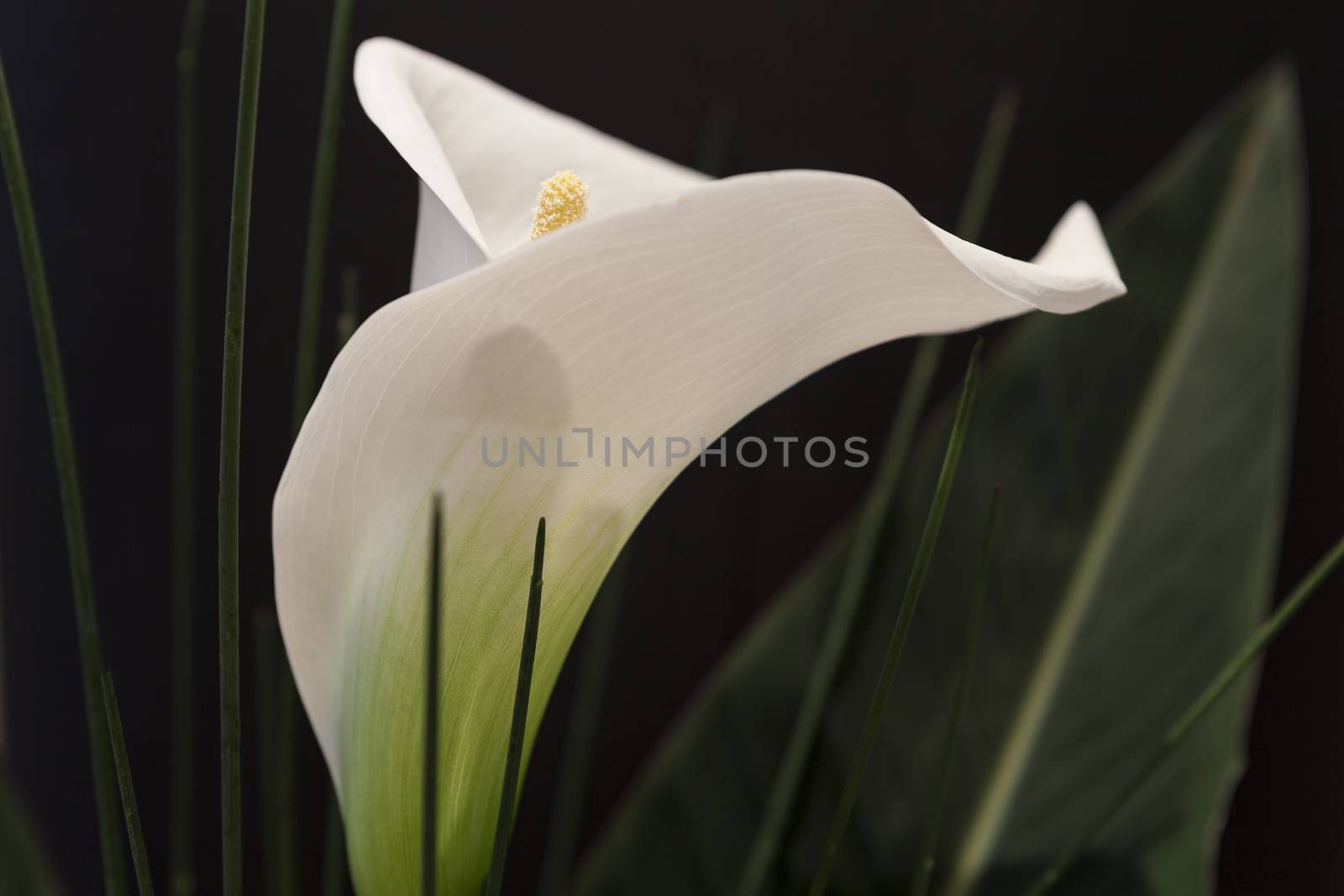 White Calla Lili with gren grass in front of black Background macro Detail