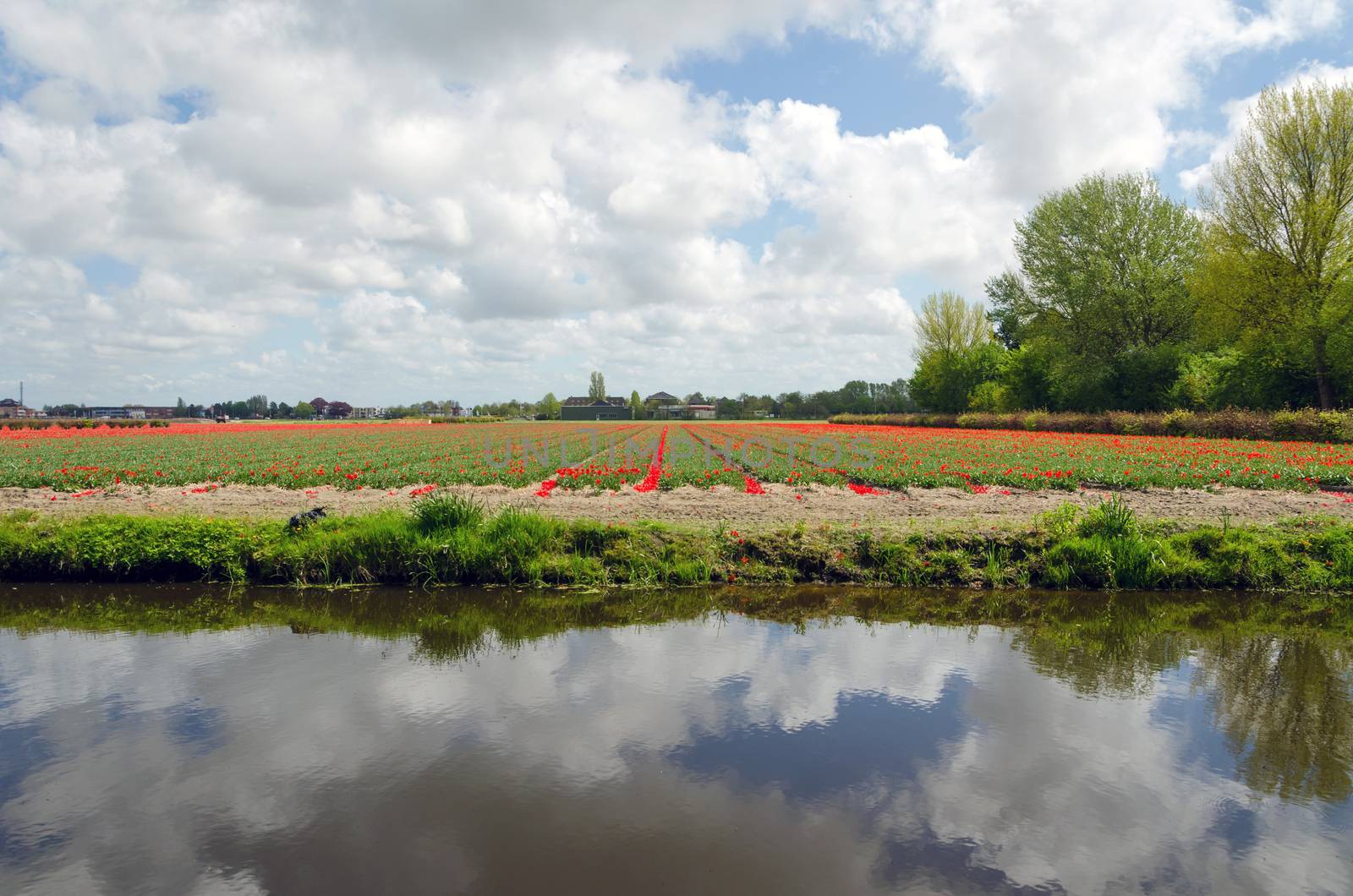 Dutch bulb field in Lisse, The Netherlands