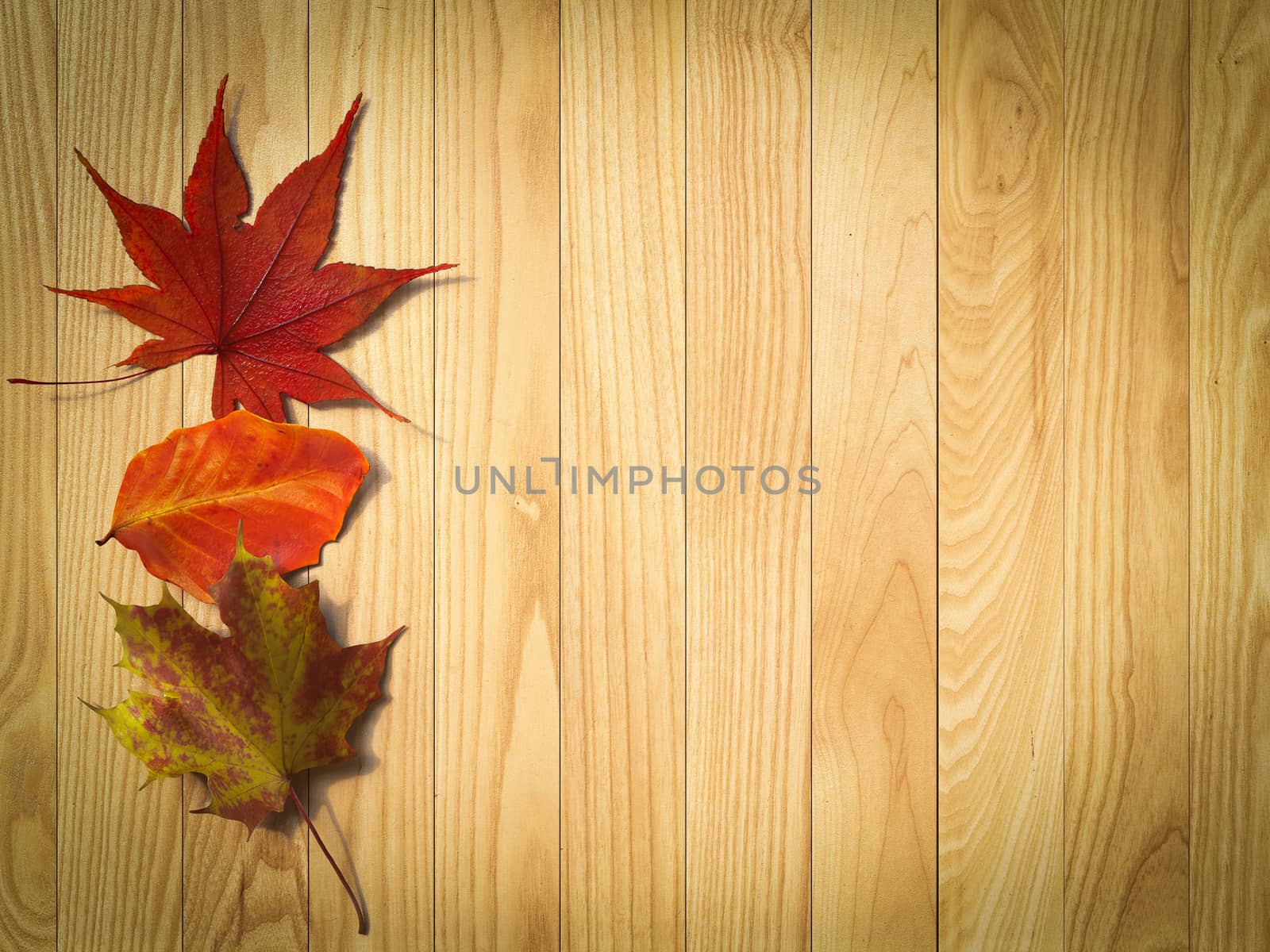 autumn leaves on the wooden background composition