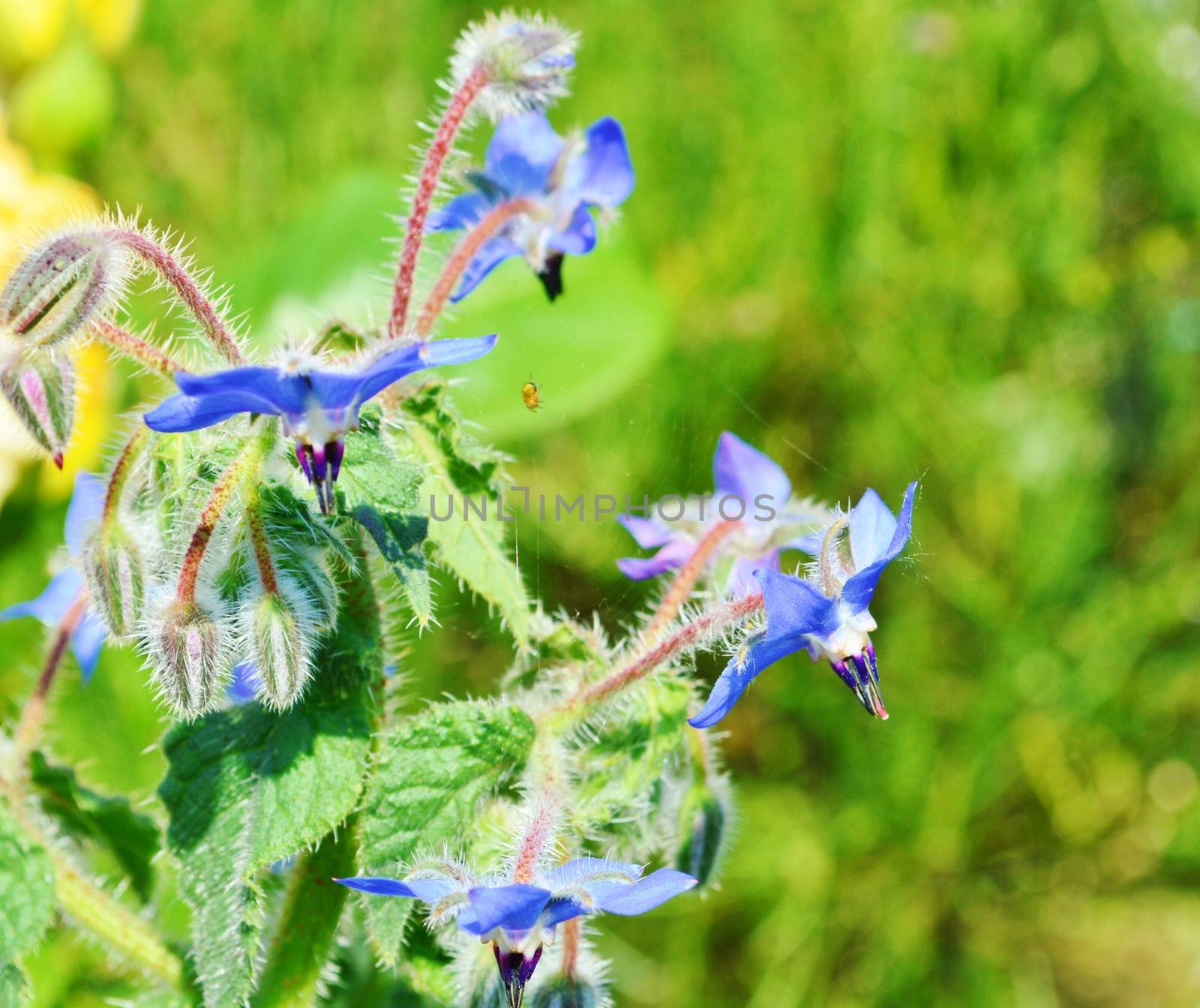 Borage (Borago Officinalis). by paulst