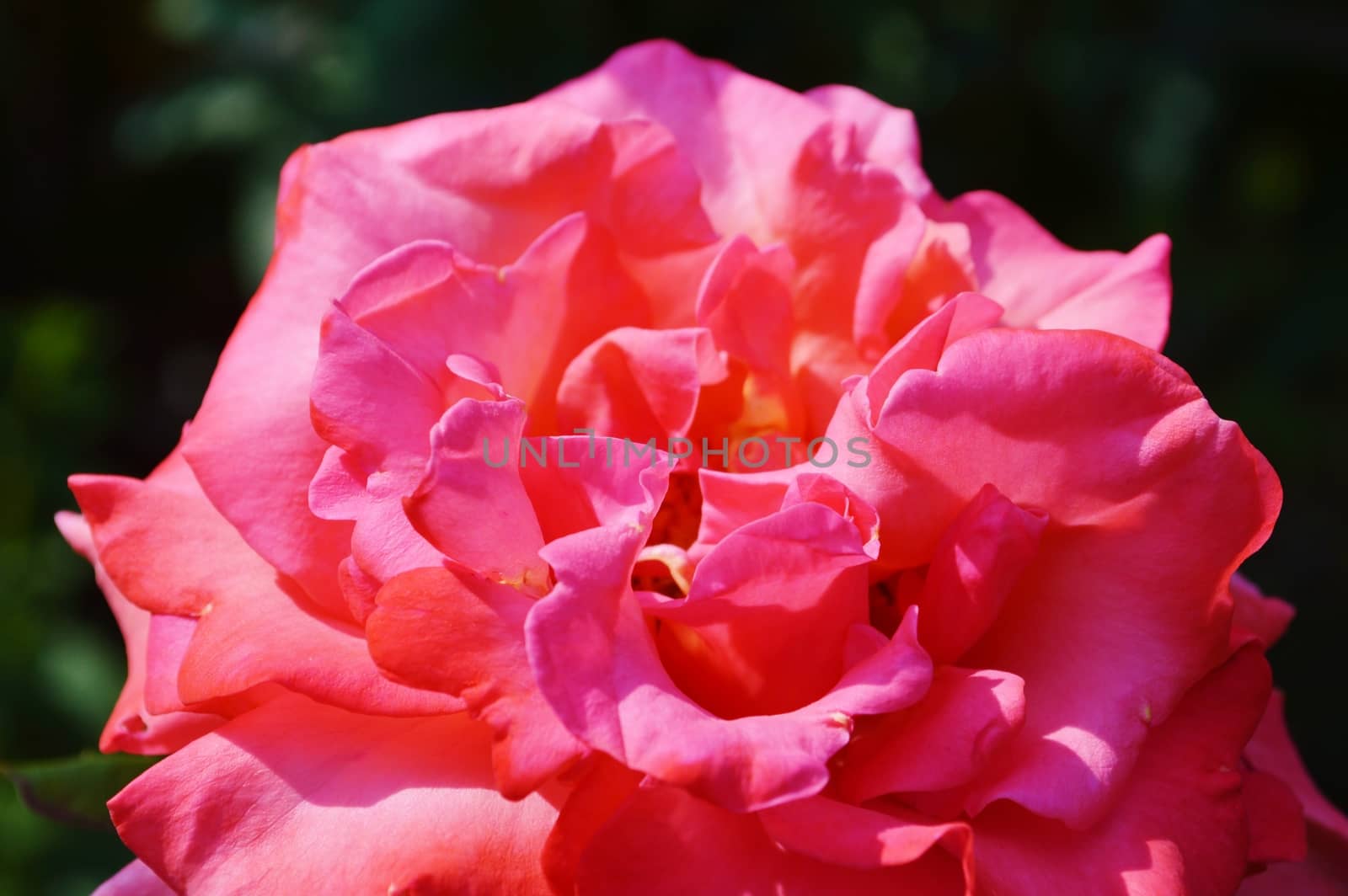 Close-up image of a beautiful pink rose bloom.