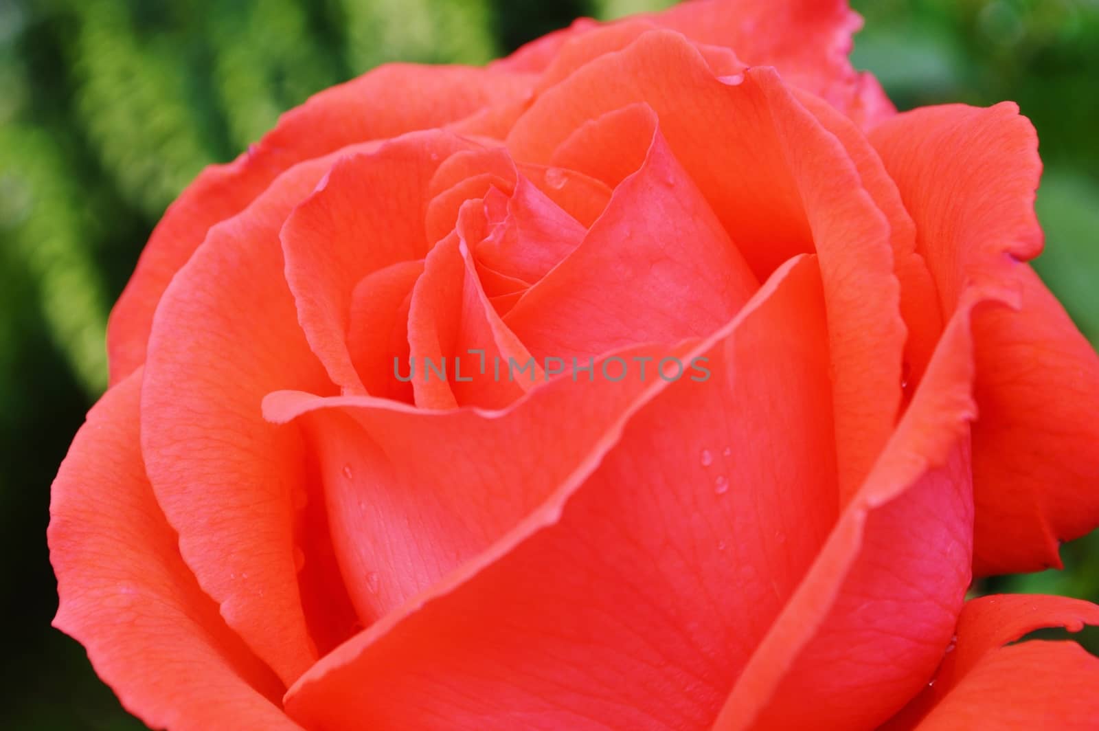 Close-up image of a beautiful red rose bloom.