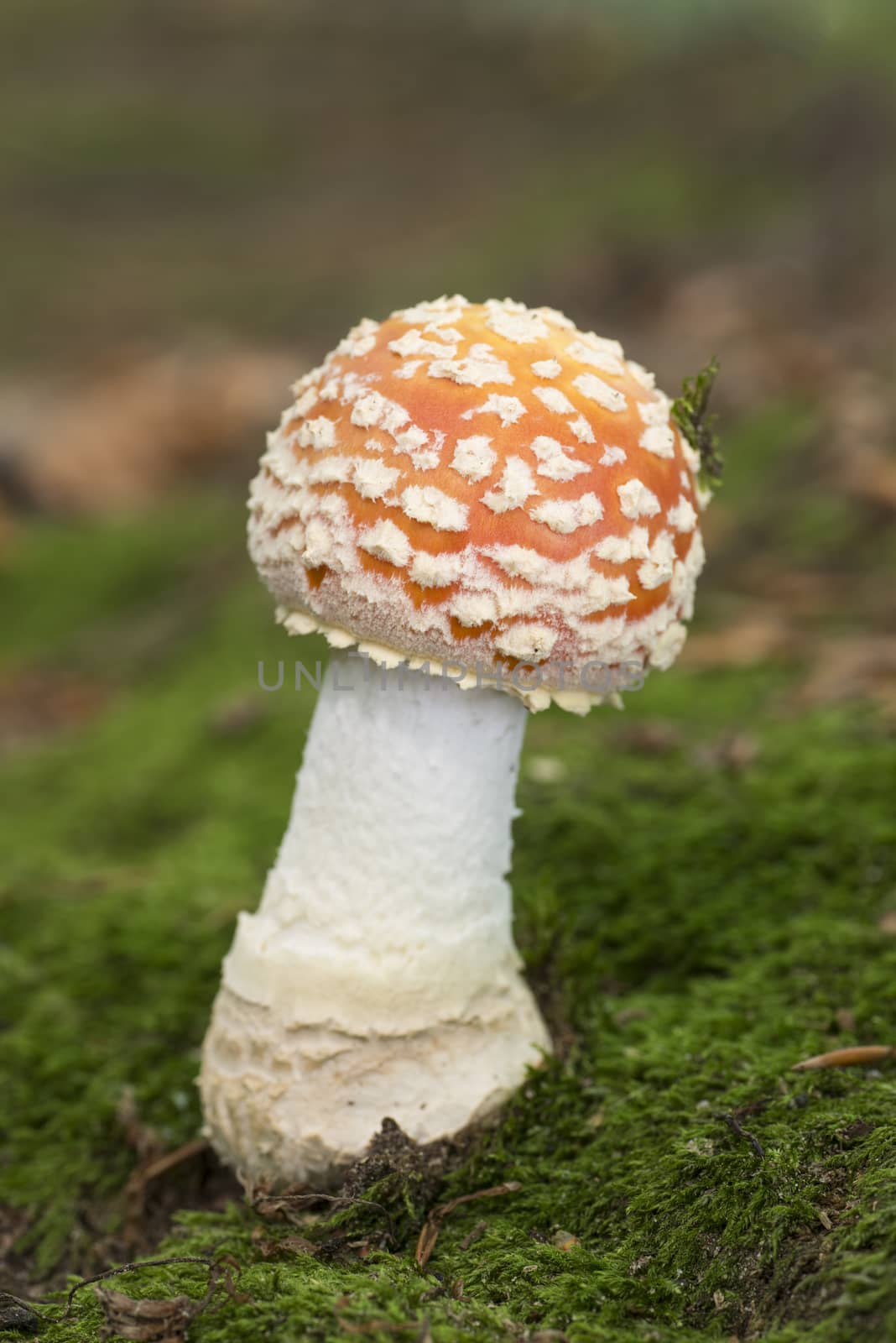 Colourful red/white Fly Agaric mushroom in forest in the autumn in the Netherlands
