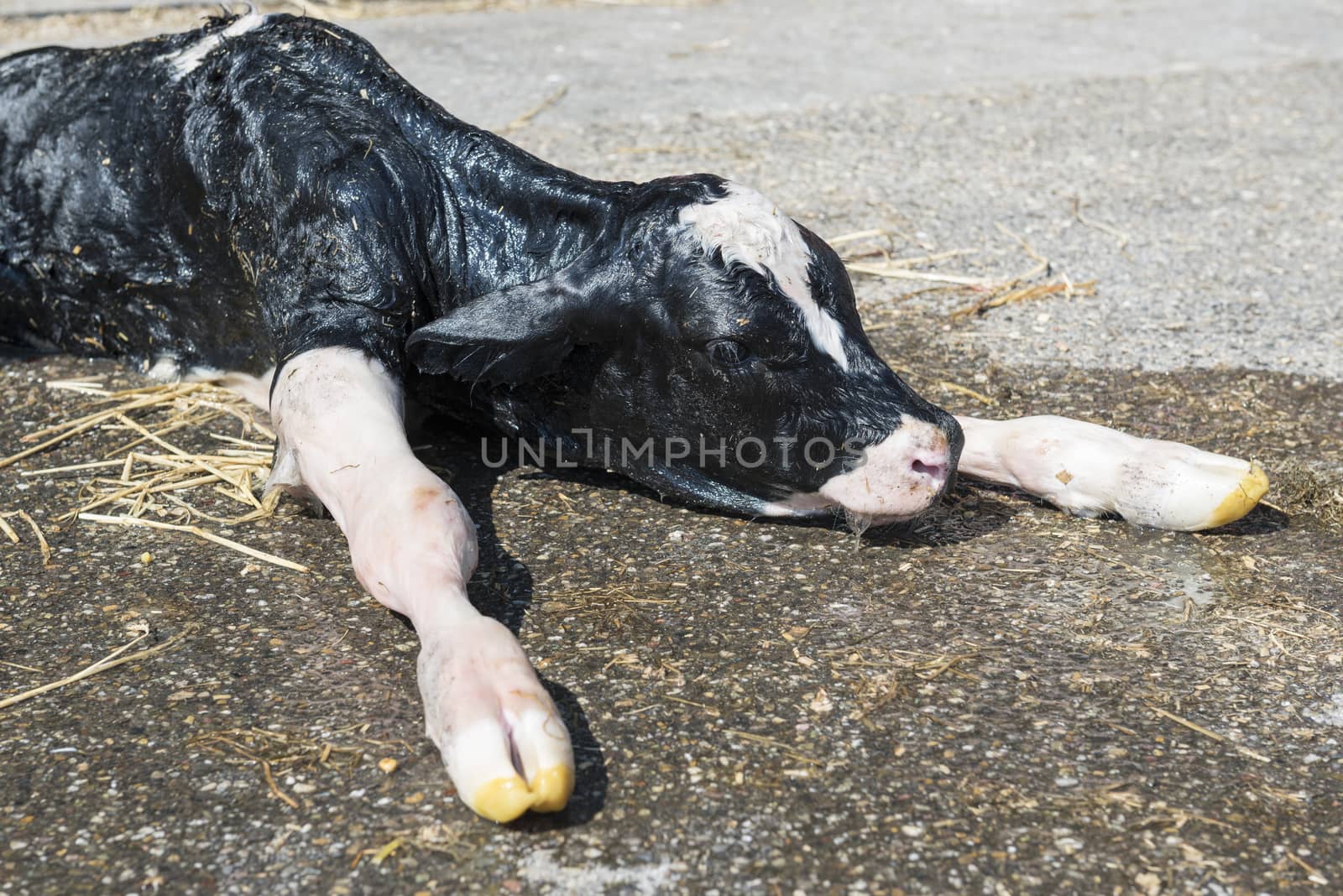 Newborn calf
