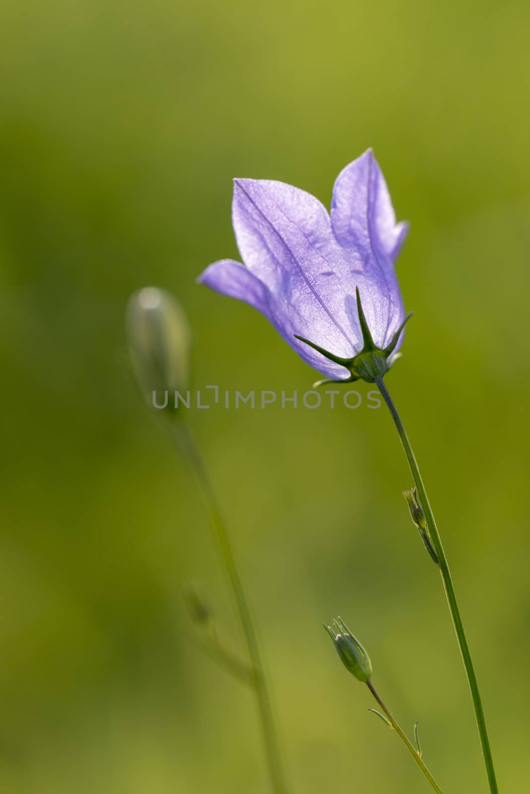 Campanula flower bells 
