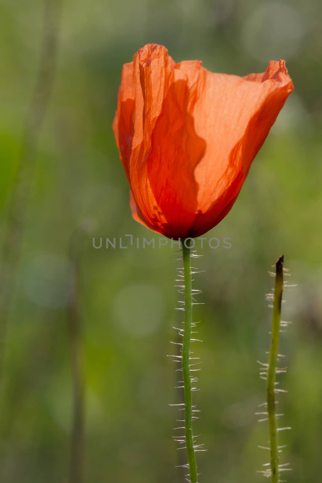 Abstract Poppy Rose
