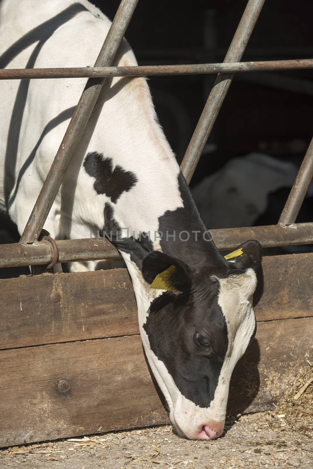 Young milk cow in a stable
