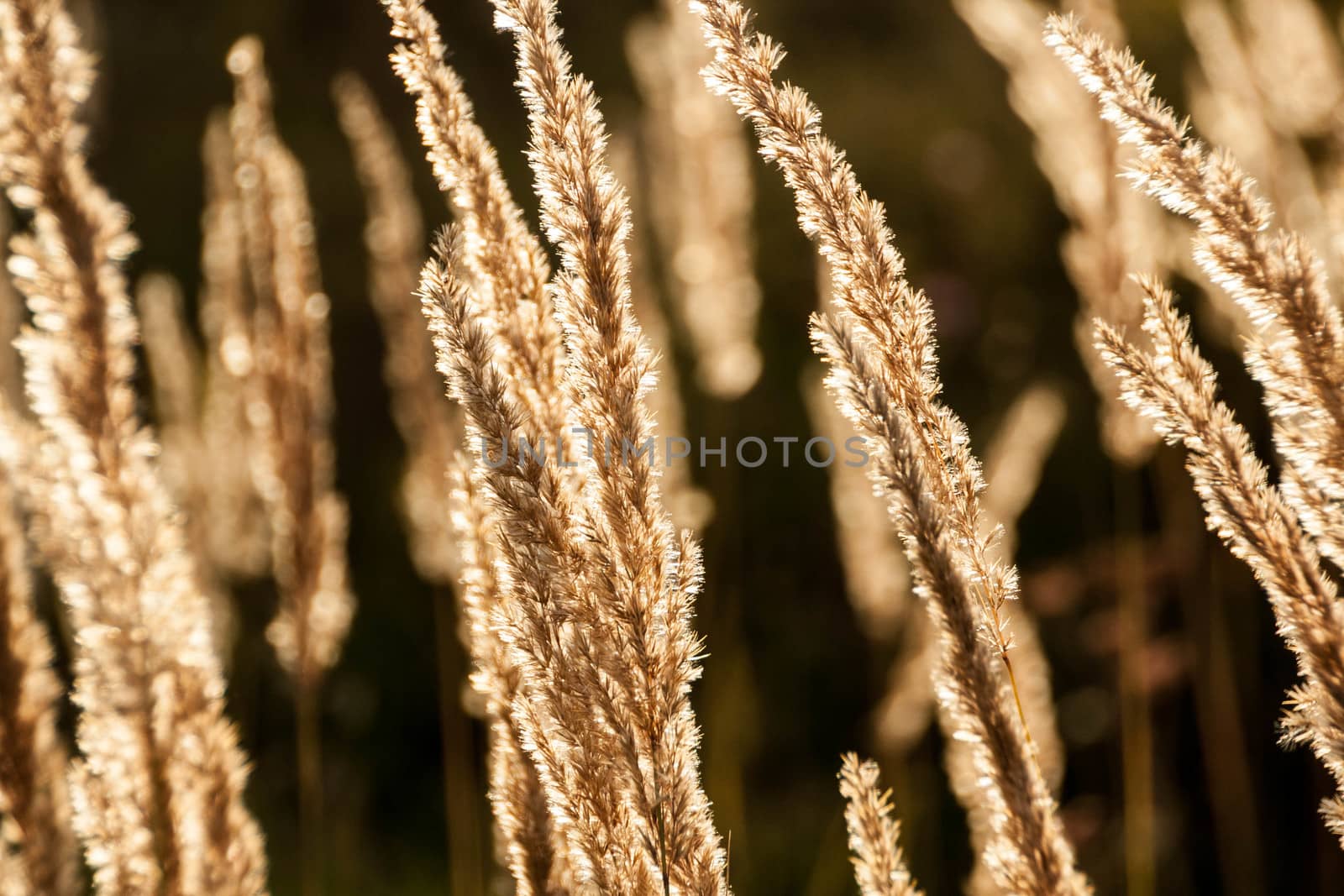 Grass spikelet on the field at sunset by alexx60