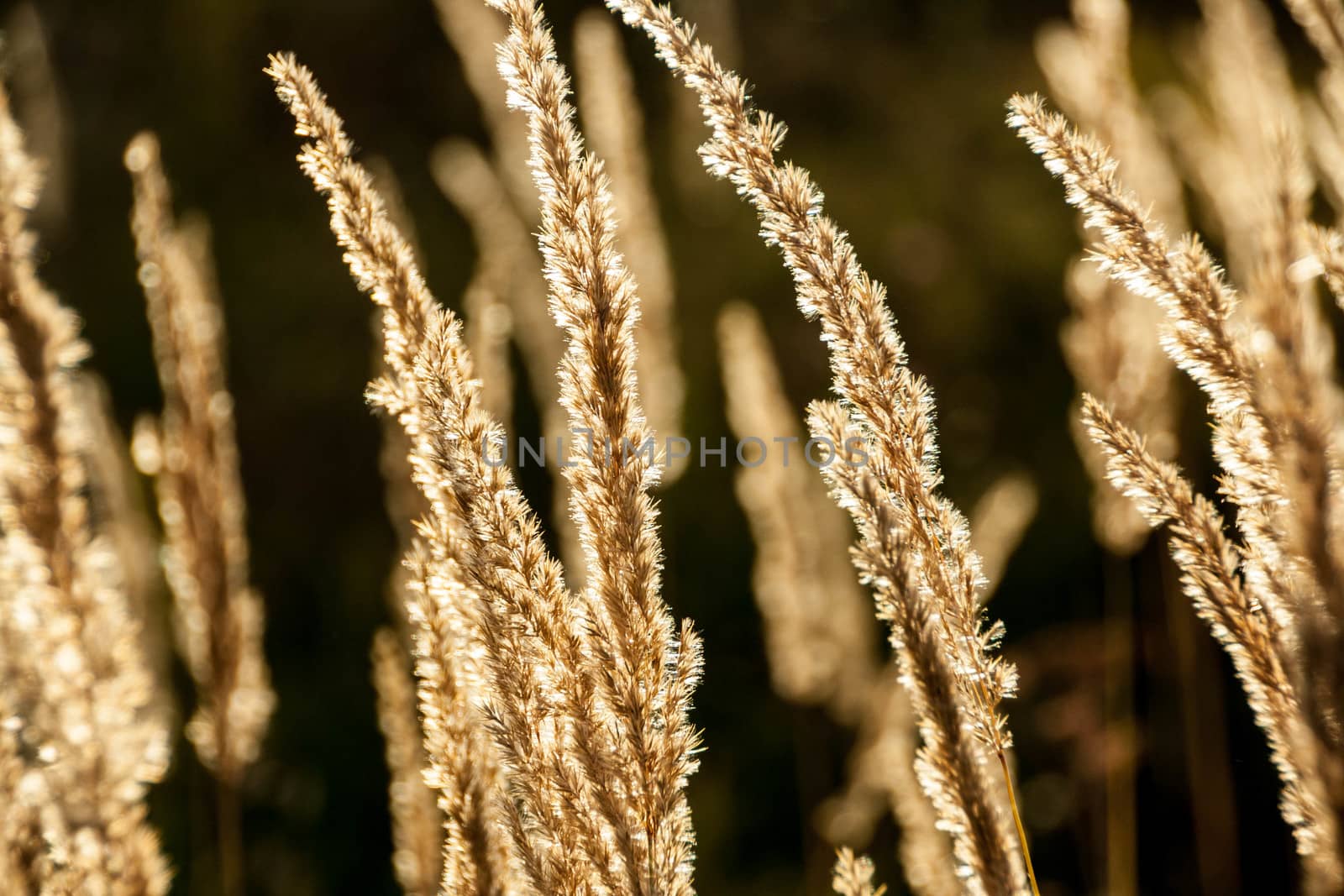 Grass spikelet on the field at sunset, close-up beautiful