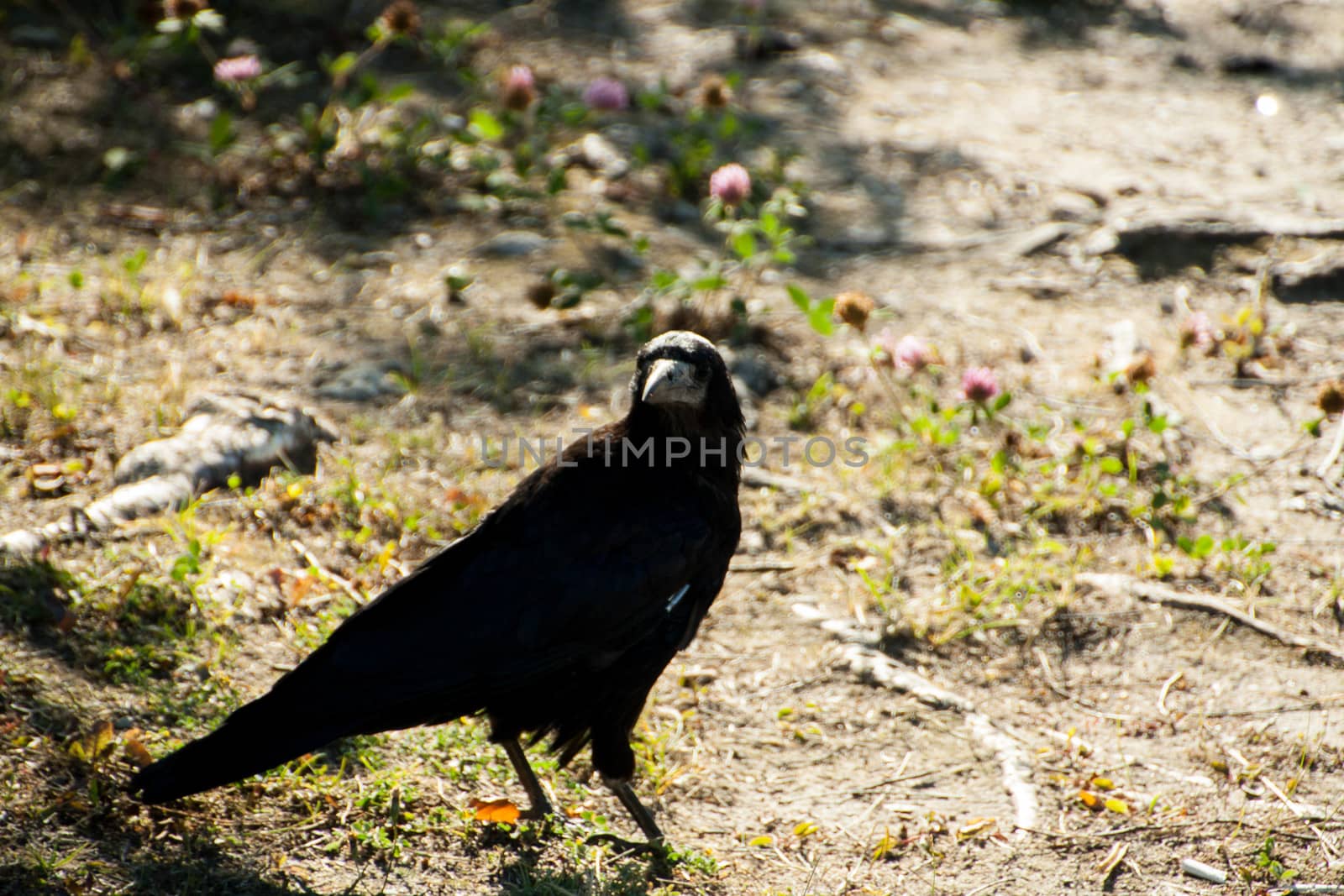 large adult Rook struts across the garden lawn before feeding on carrion by alexx60
