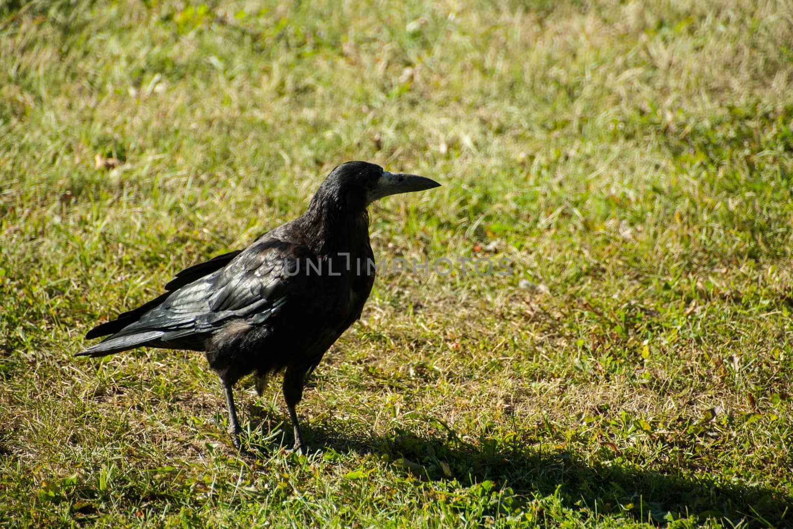  large adult Rook struts across the garden lawn before feeding on carrion by alexx60