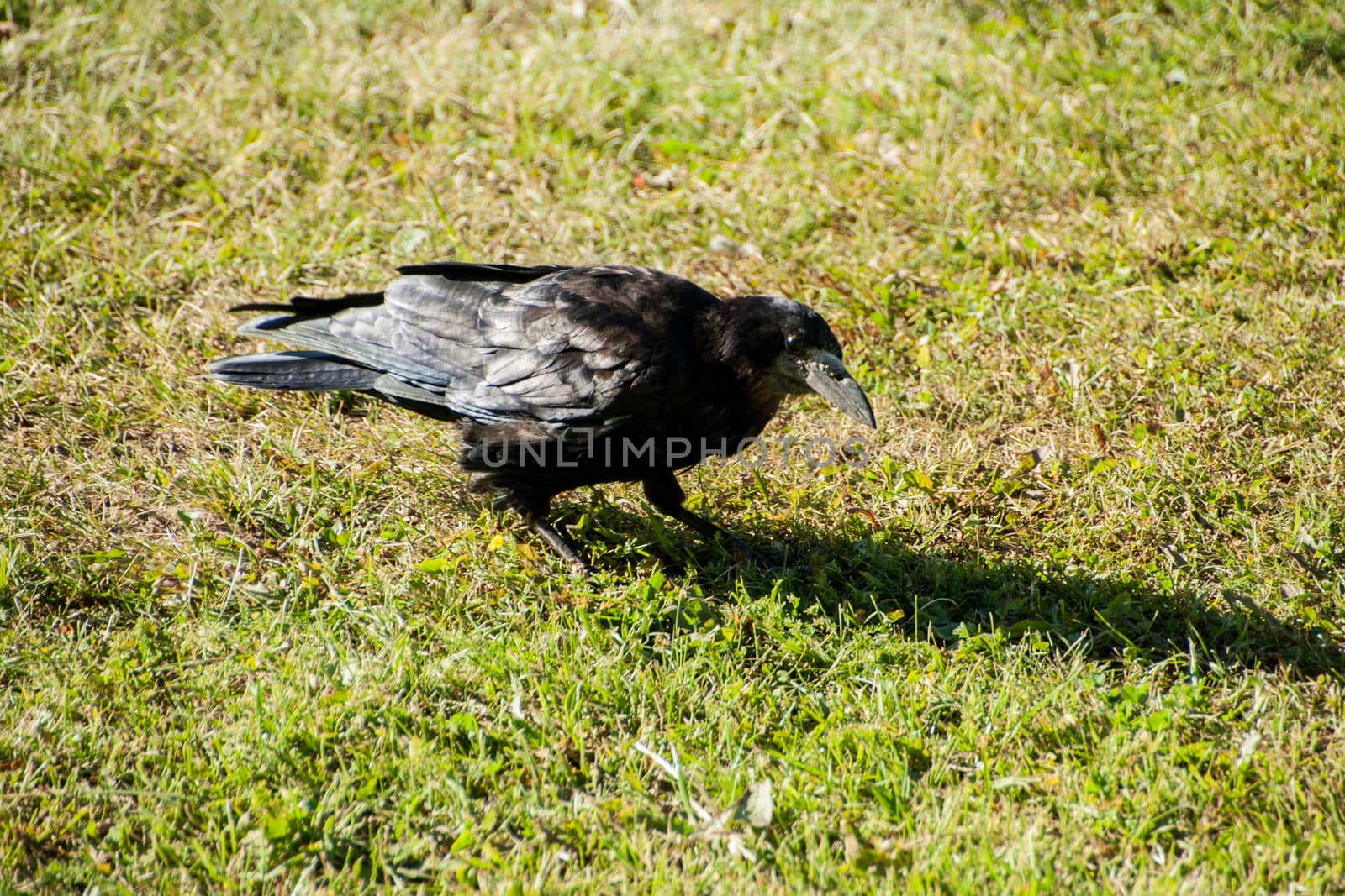 A large adult Rook struts across the garden lawn before feeding on carrion