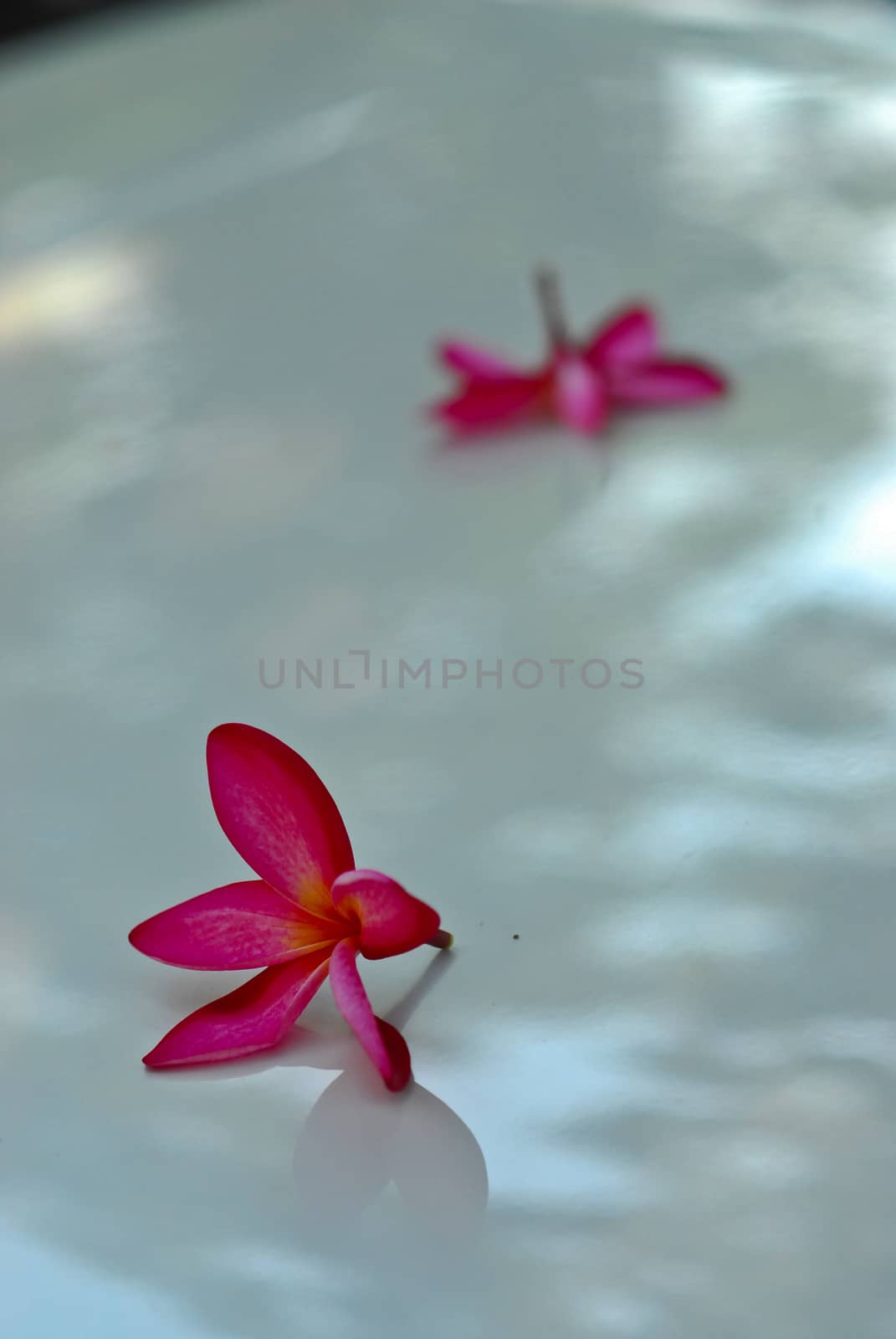 pink binonia flower on radiator bonnet by yotananchankheaw